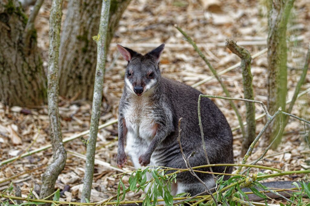 Dusky Pademelon