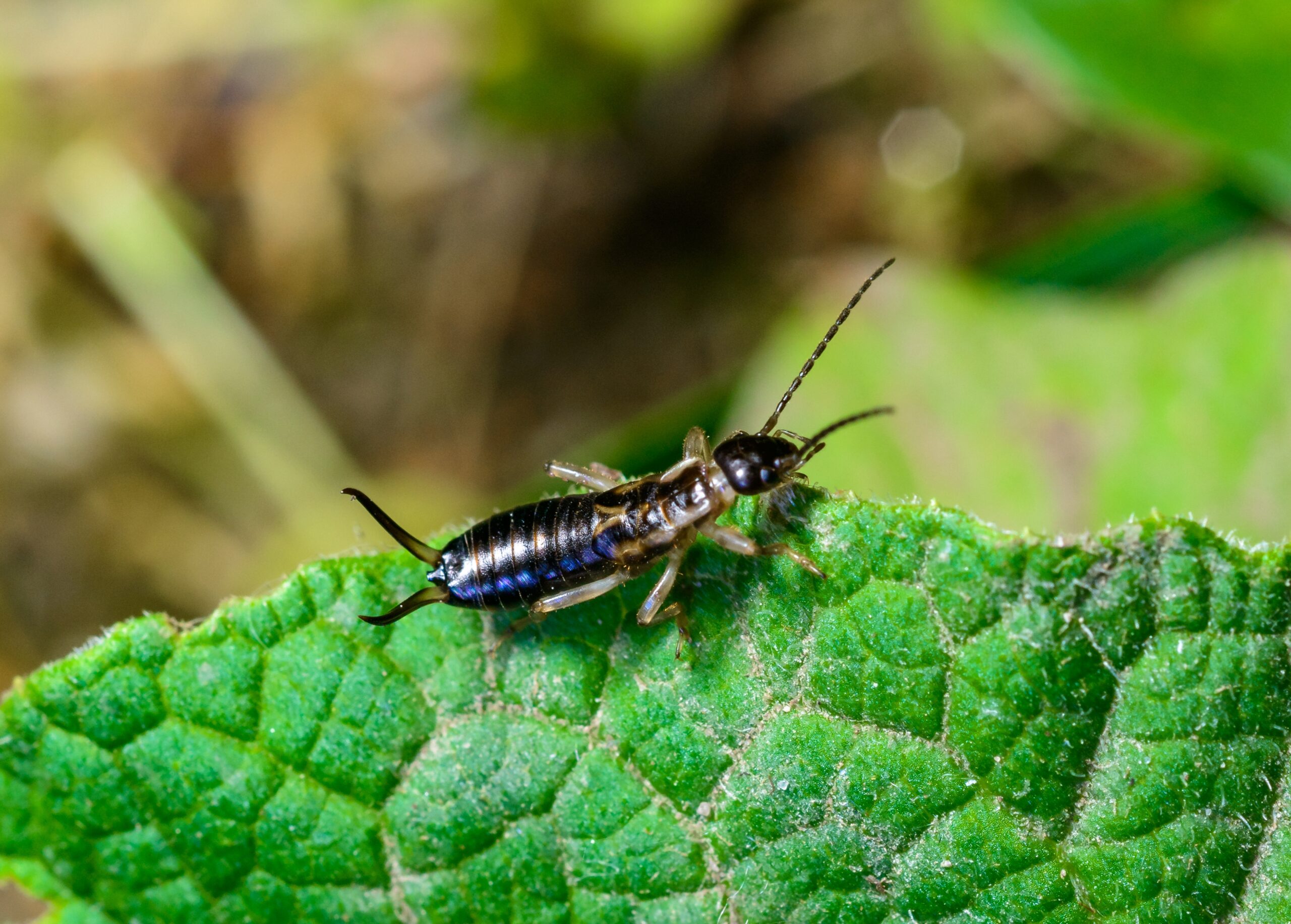 Earwig