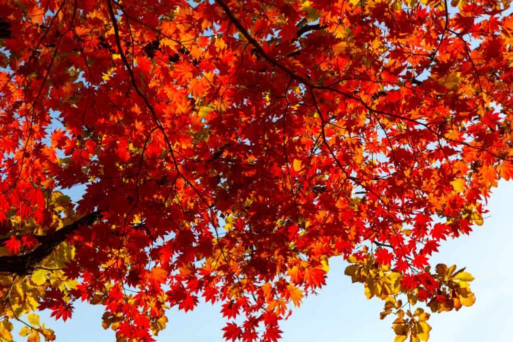 Eastern Red Maple (Acer rubrum)