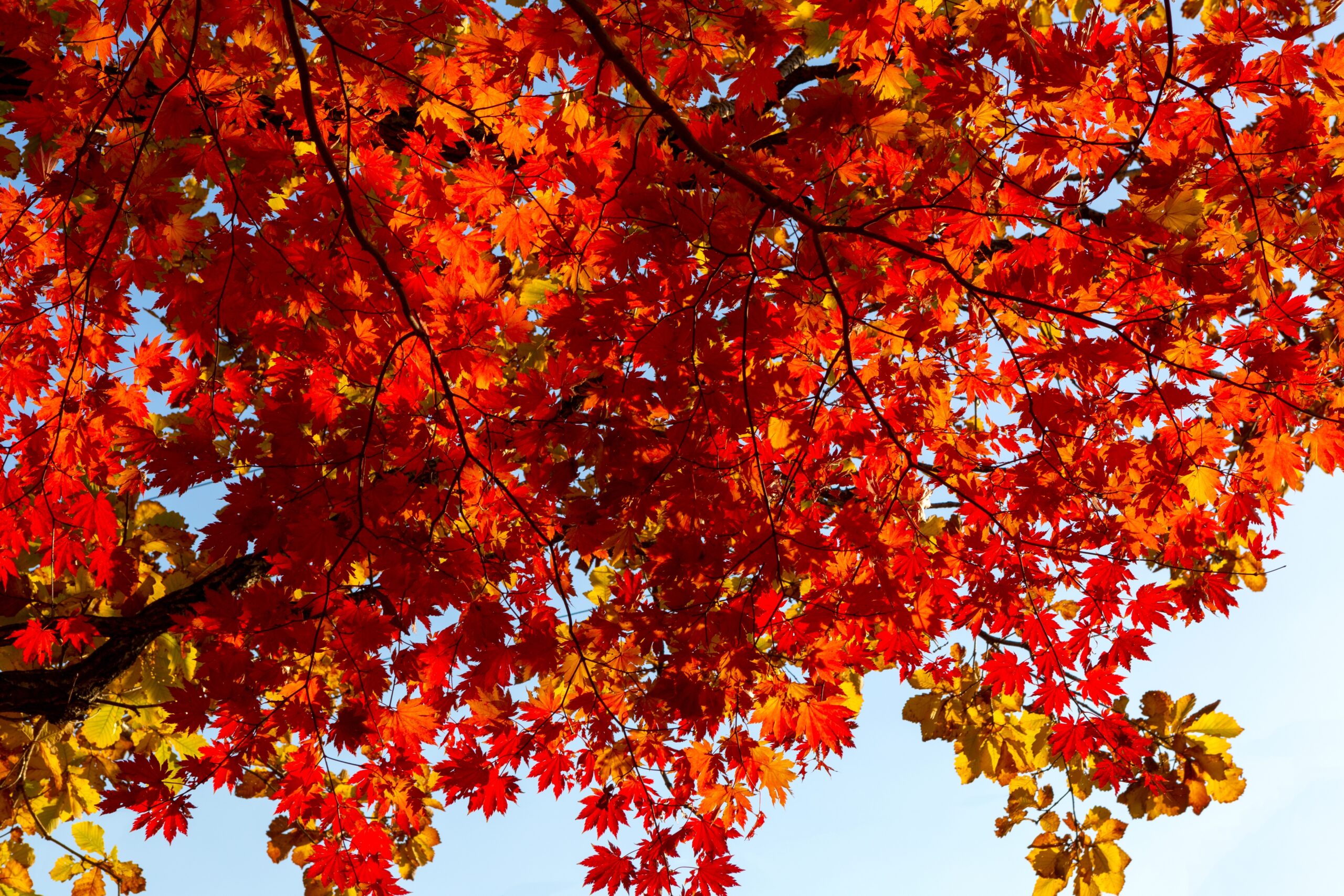 Eastern Red Maple (Acer rubrum)