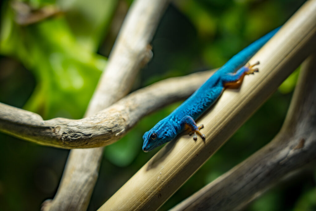 Electric Blue Day Gecko