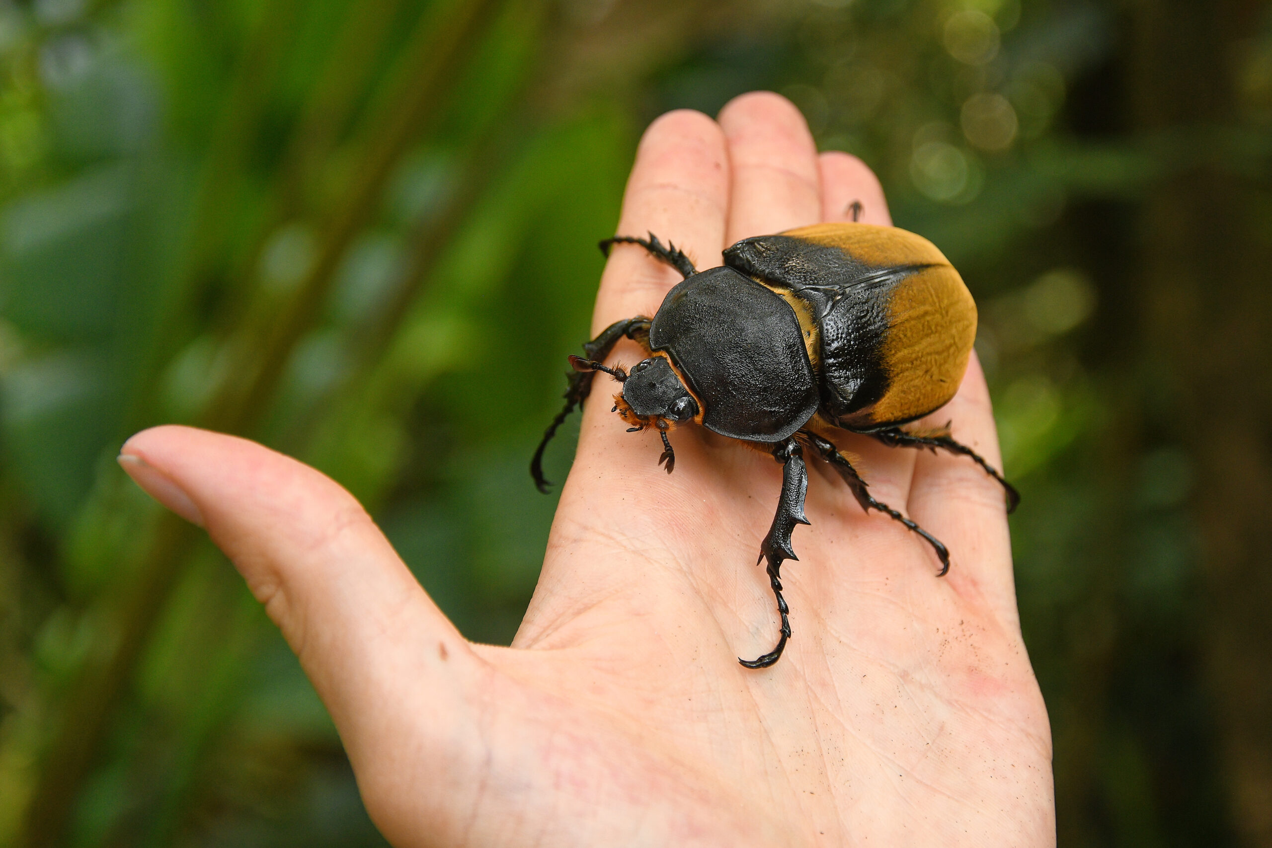 Elephant Beetle (Megasoma elephas)