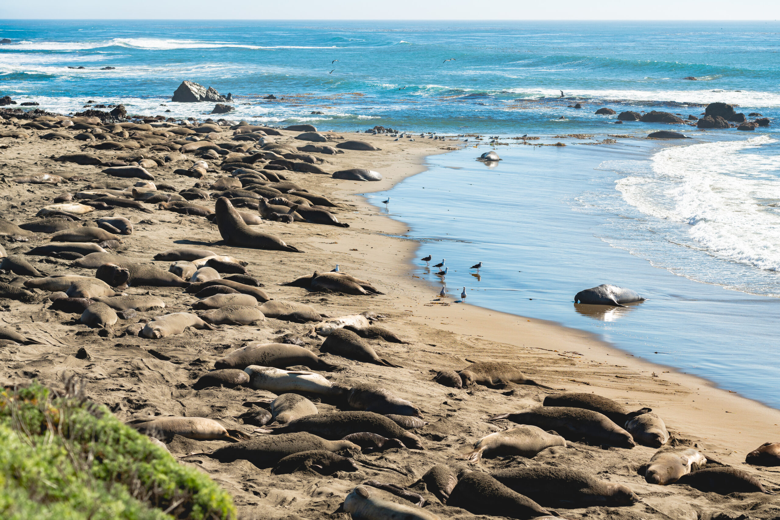 Elephant Seal Migration in the Pacific Ocean