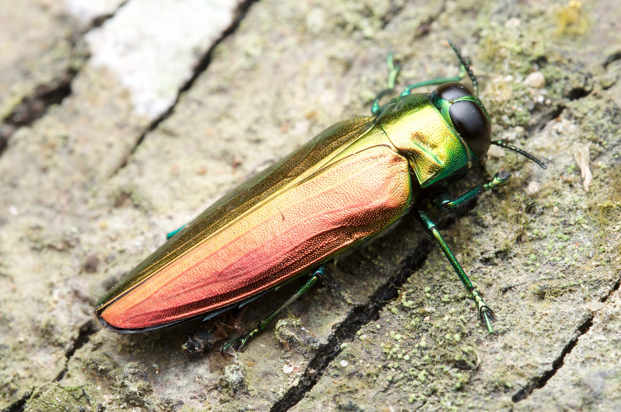 Emerald Ash Borer (Agrilus planipennis)