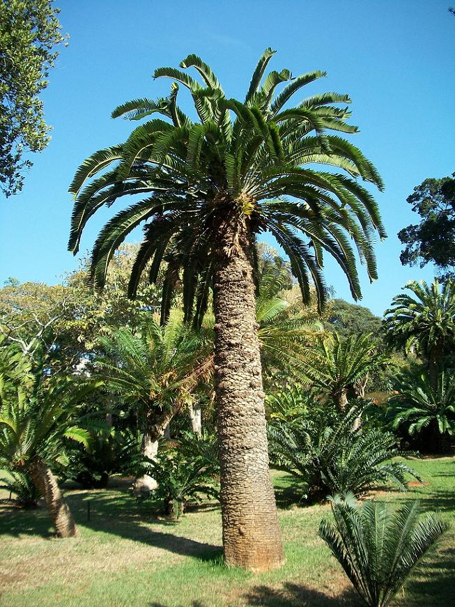 Wood's Cycad (Encephalartos woodii)