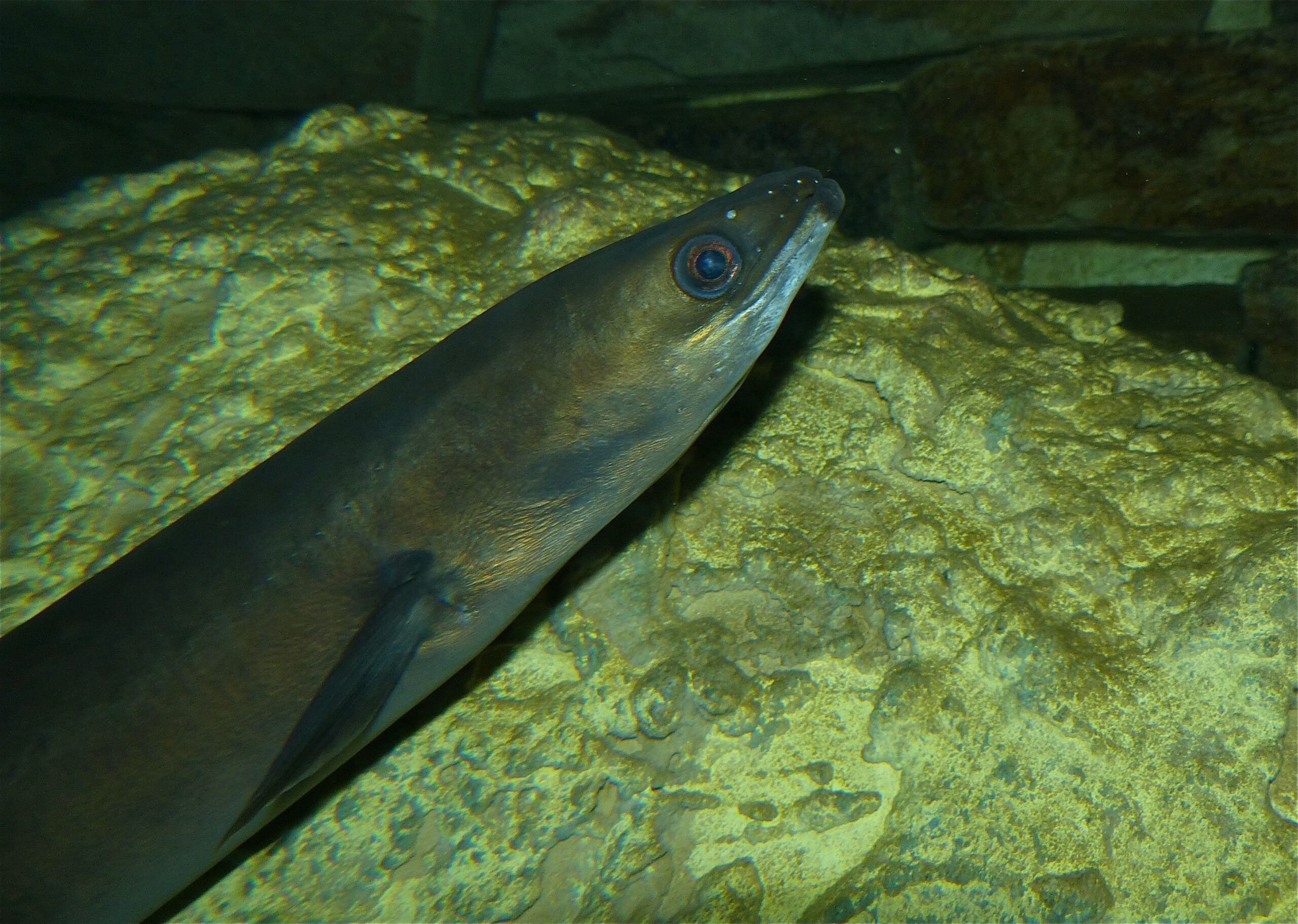 European Eel