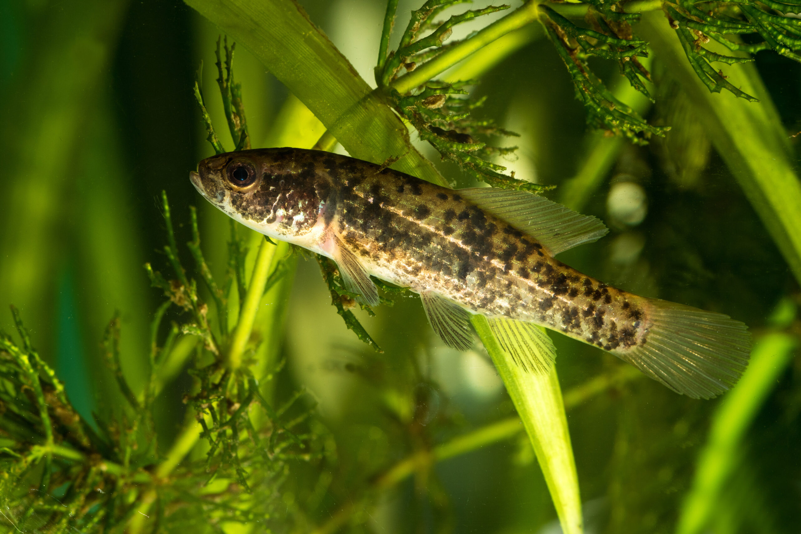 European Mudminnow