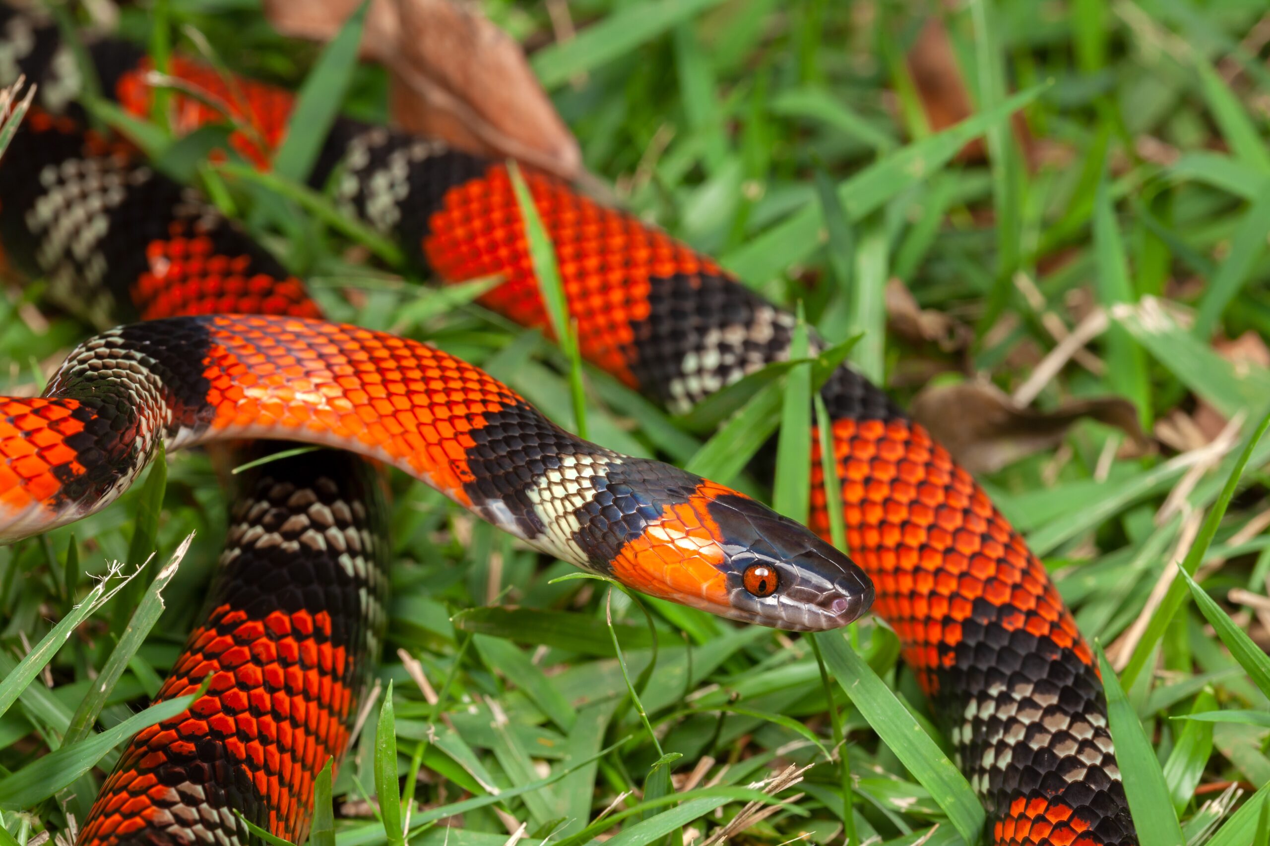 False Coral Snake