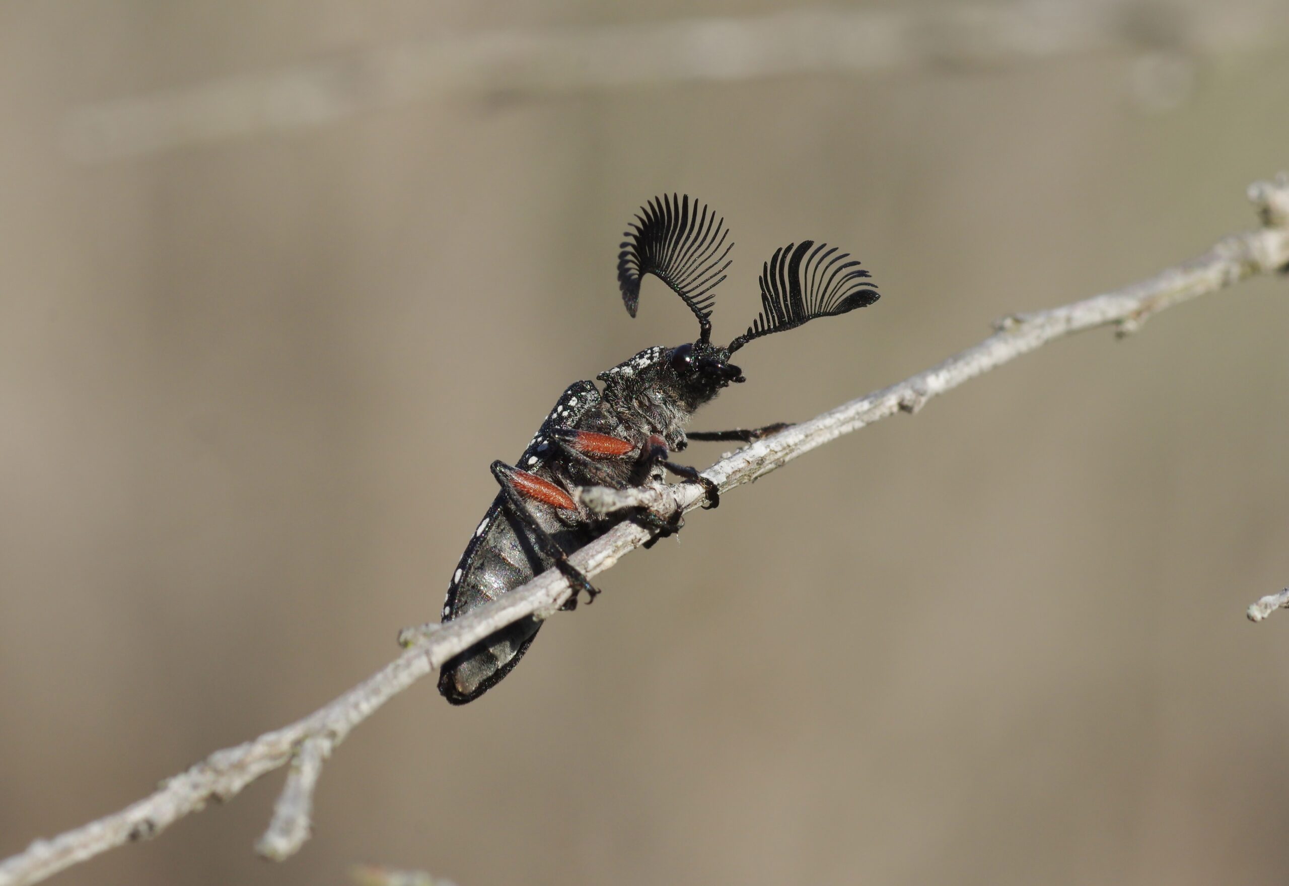 Feather-Horned Beetle