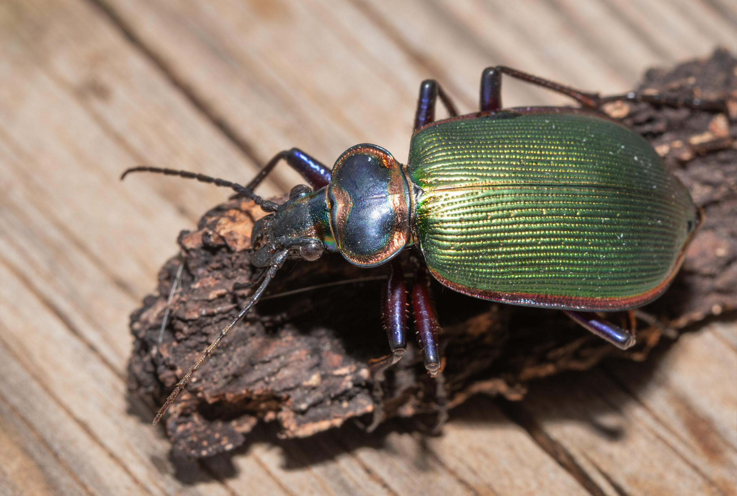 Fiery Searcher Beetle (Calosoma scrutator)