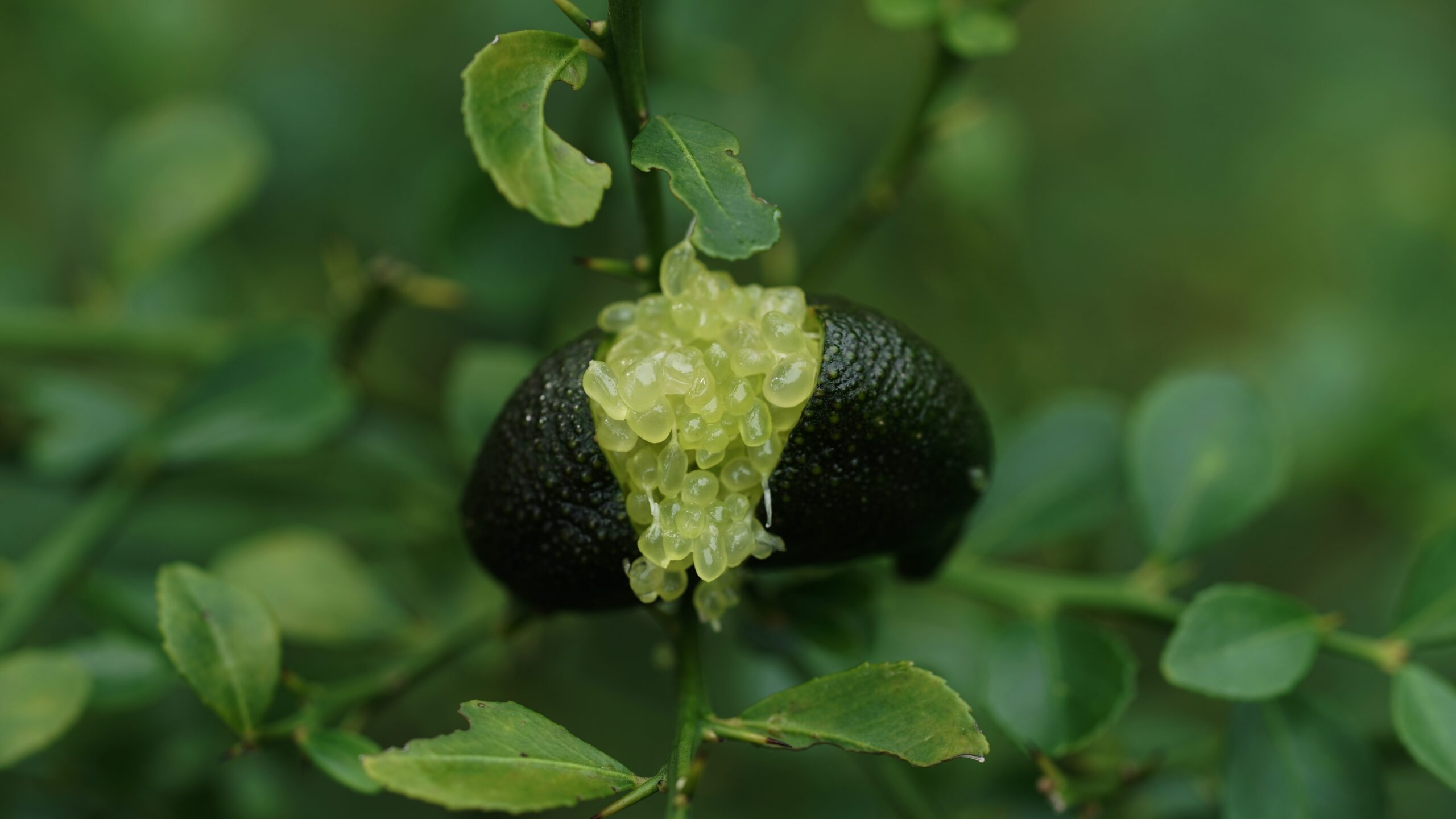 Finger Lime