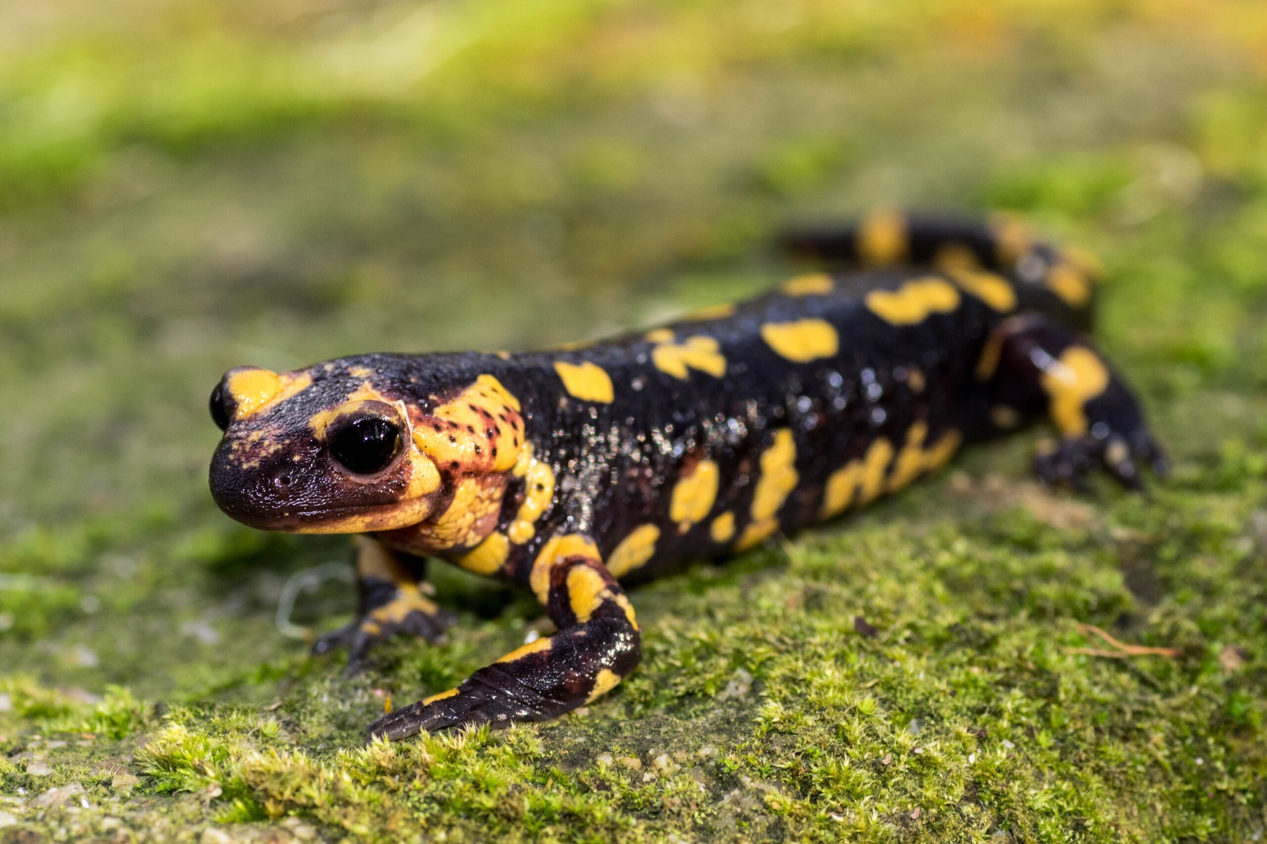 Fire Salamander