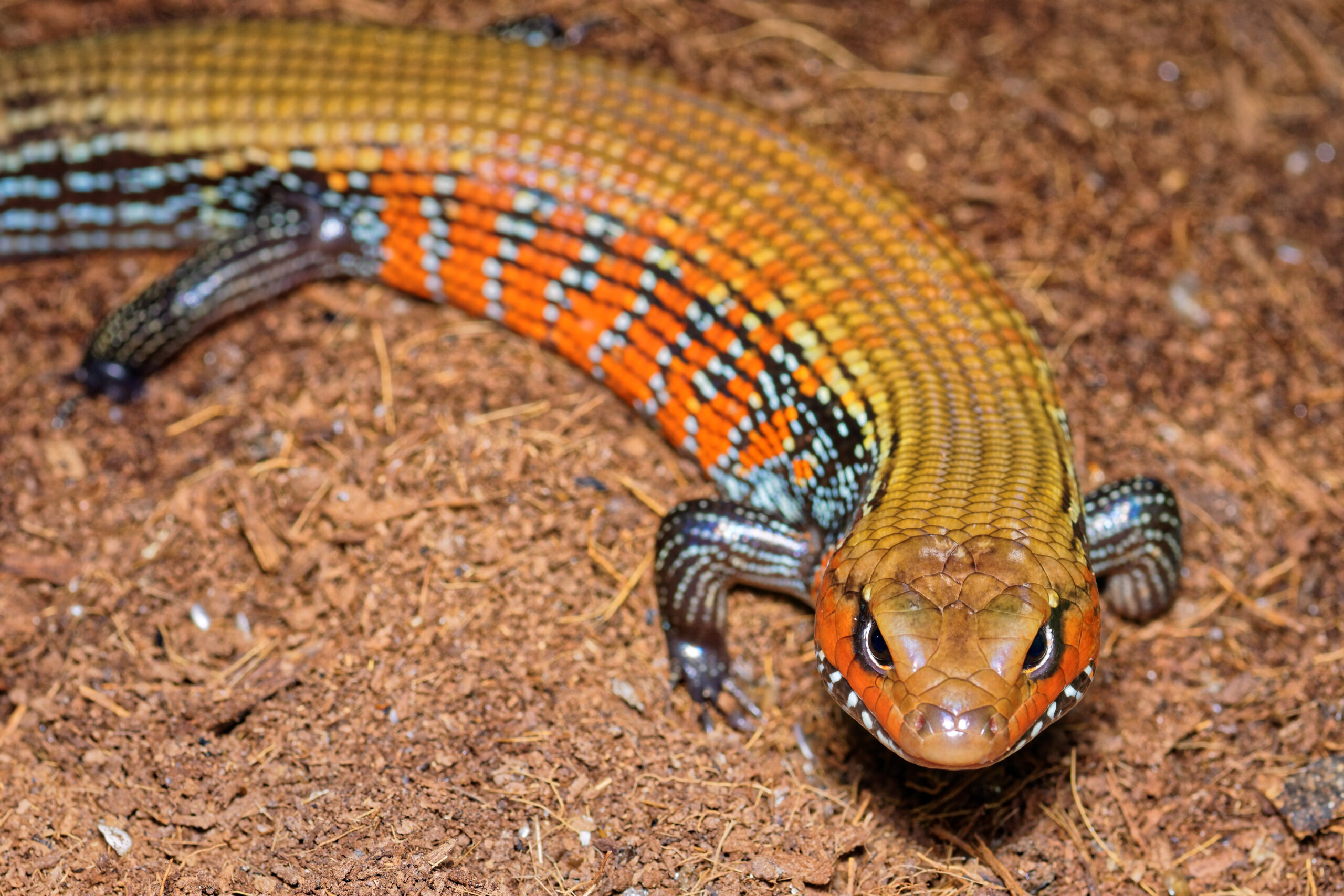 Fire Skink