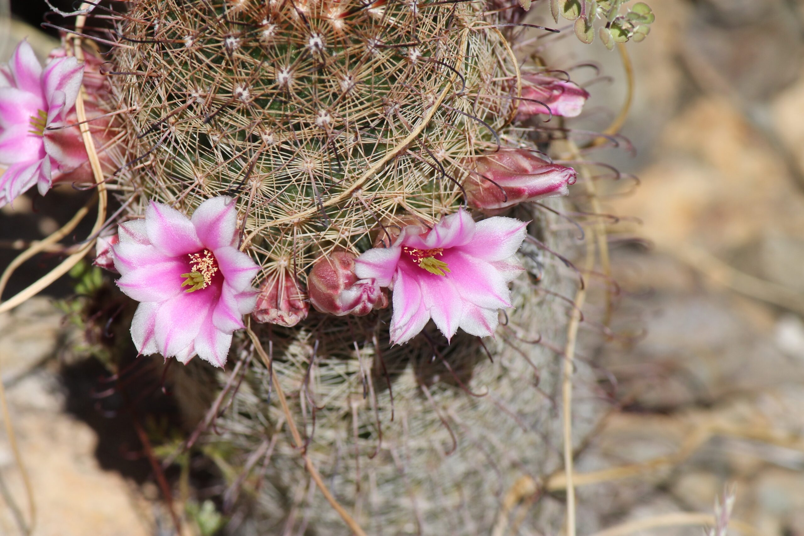 Fishhook Cactus