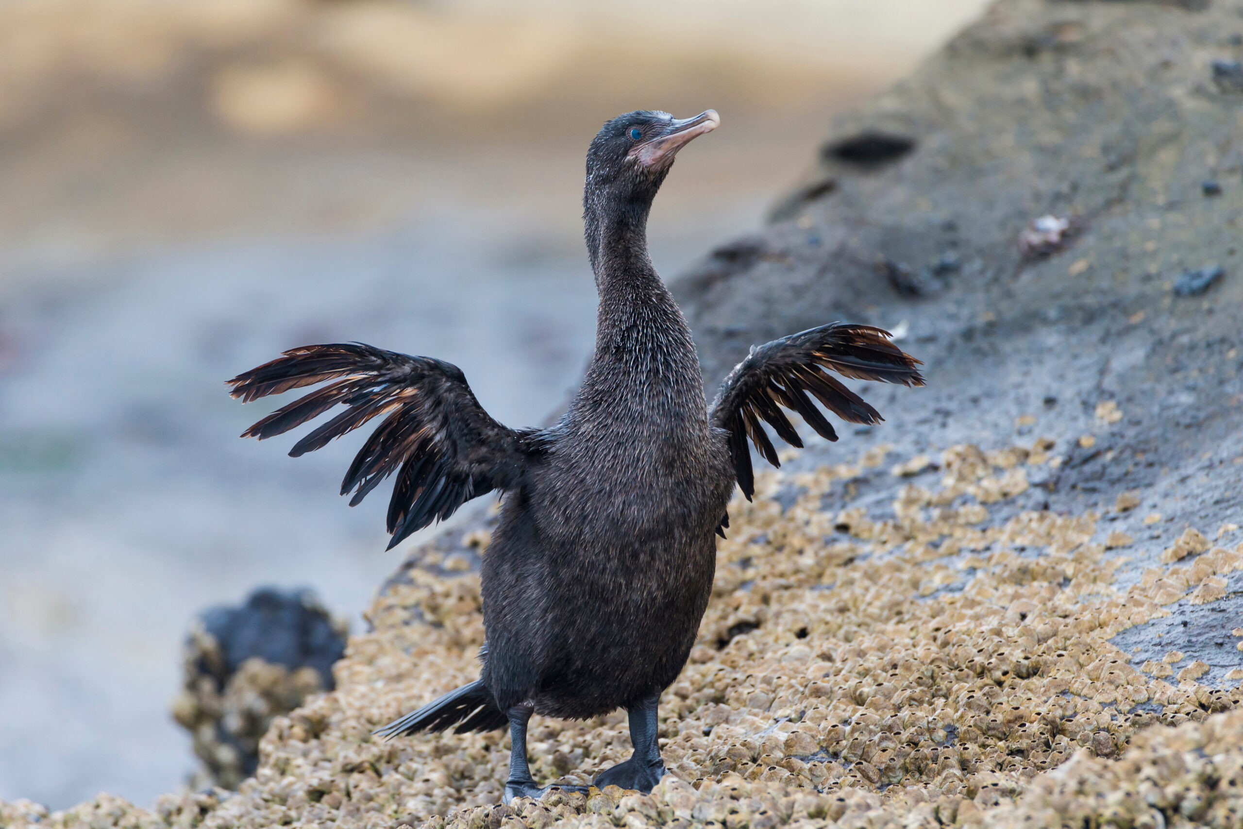 Flightless Cormorant