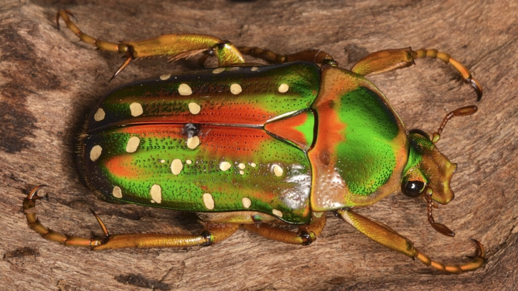 Flower Beetle (Stephanorrhina guttata)