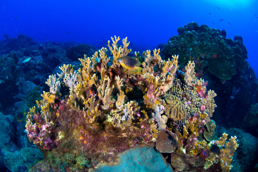 Flower Garden Banks National Marine Sanctuary, USA