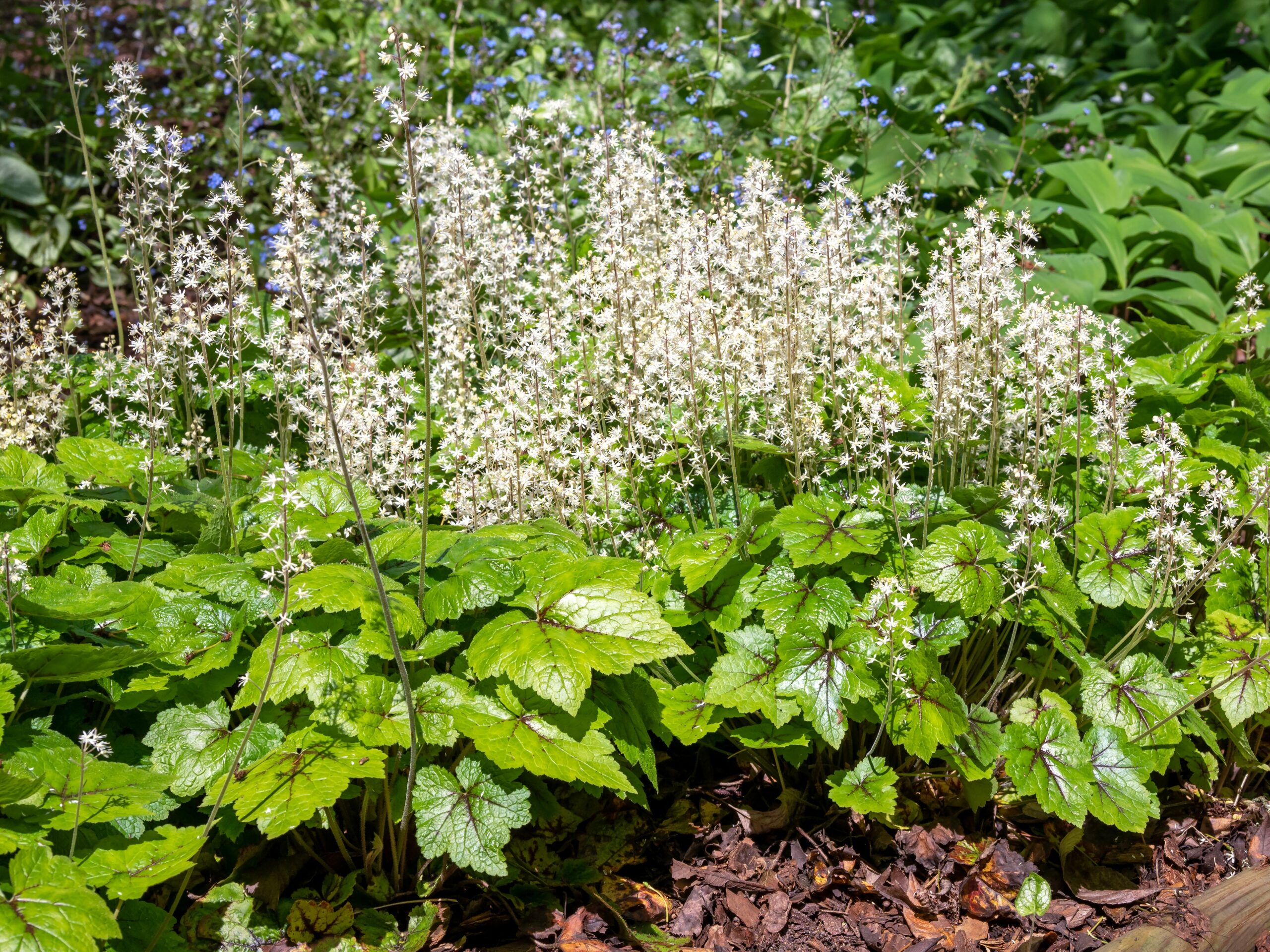 Foamflower