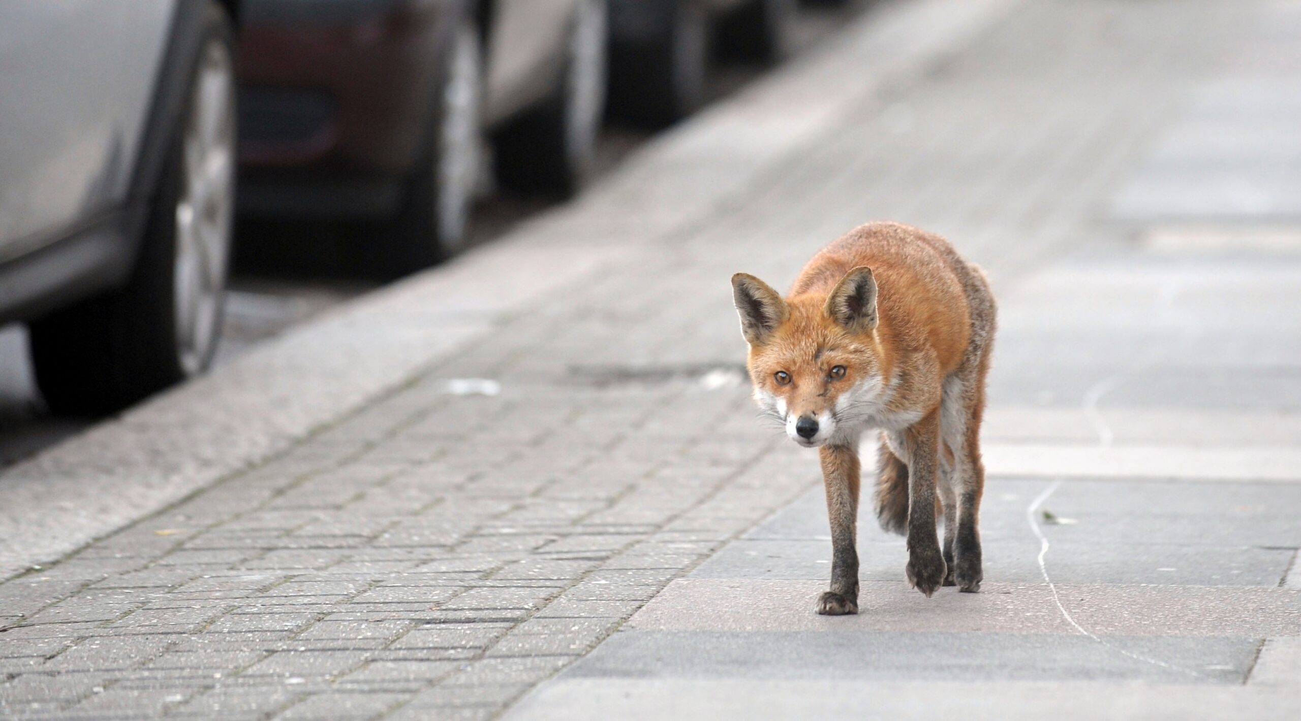 Fox in the city