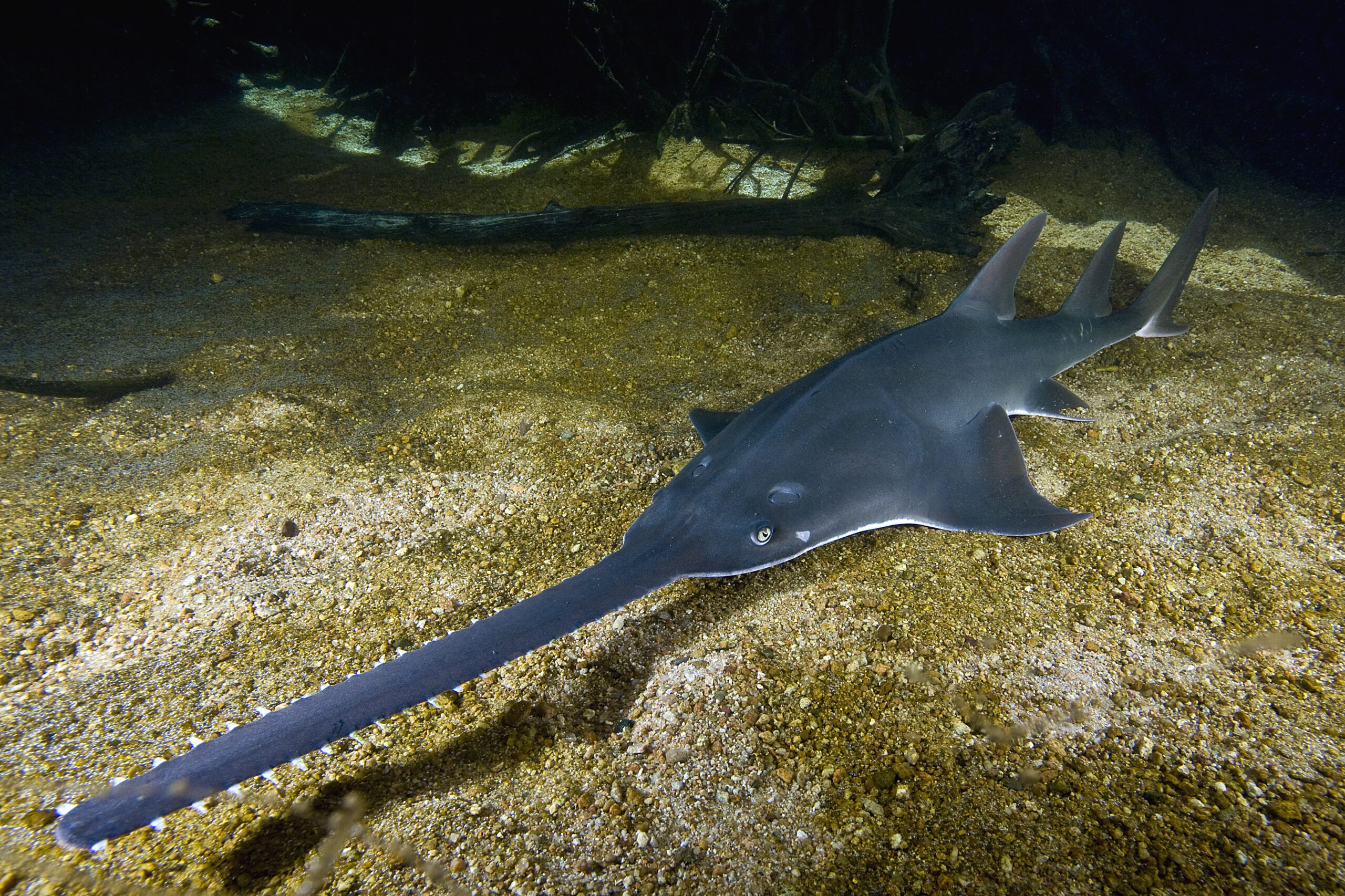 Freshwater Sawfish