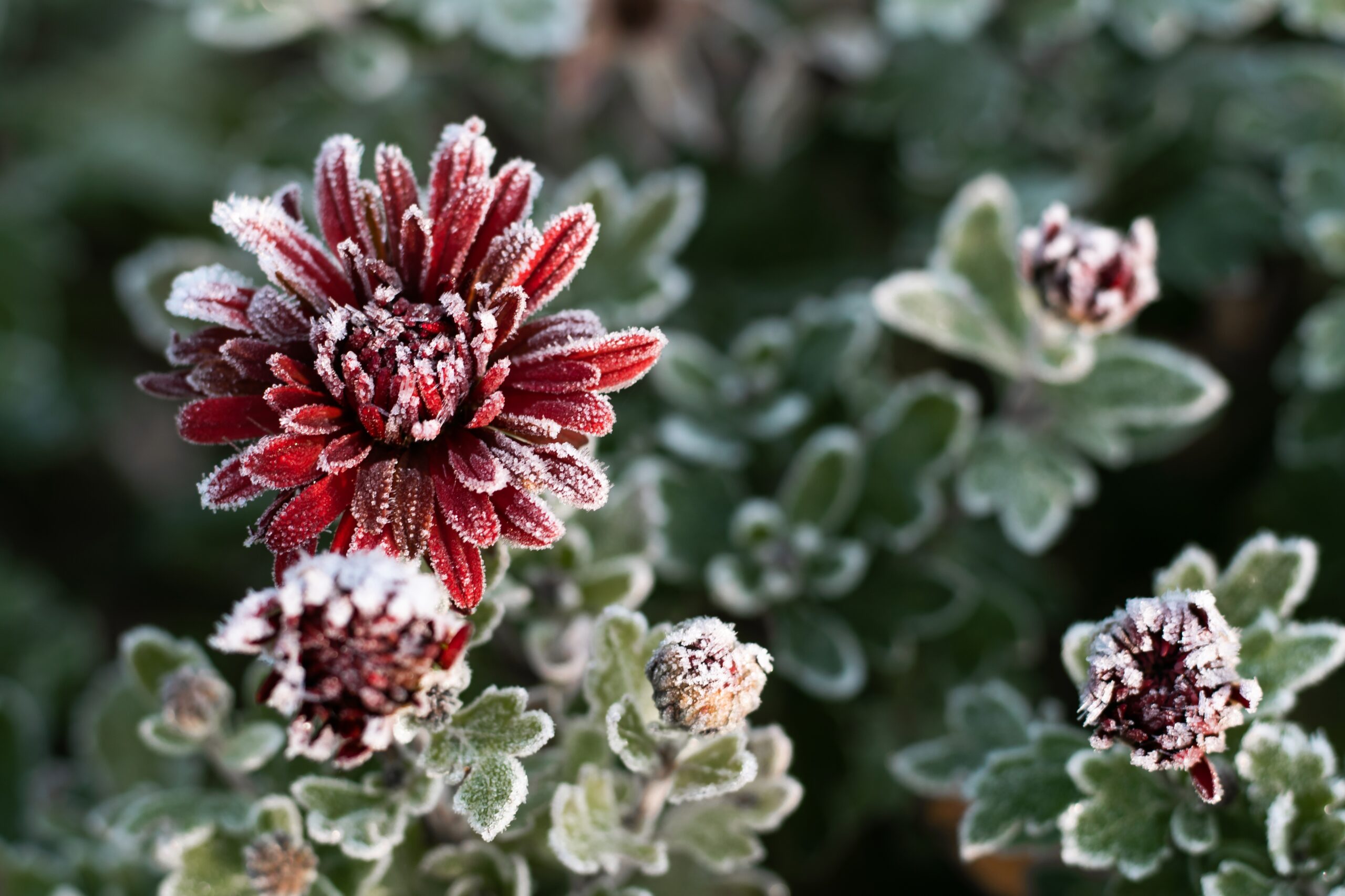 Frost Flowers