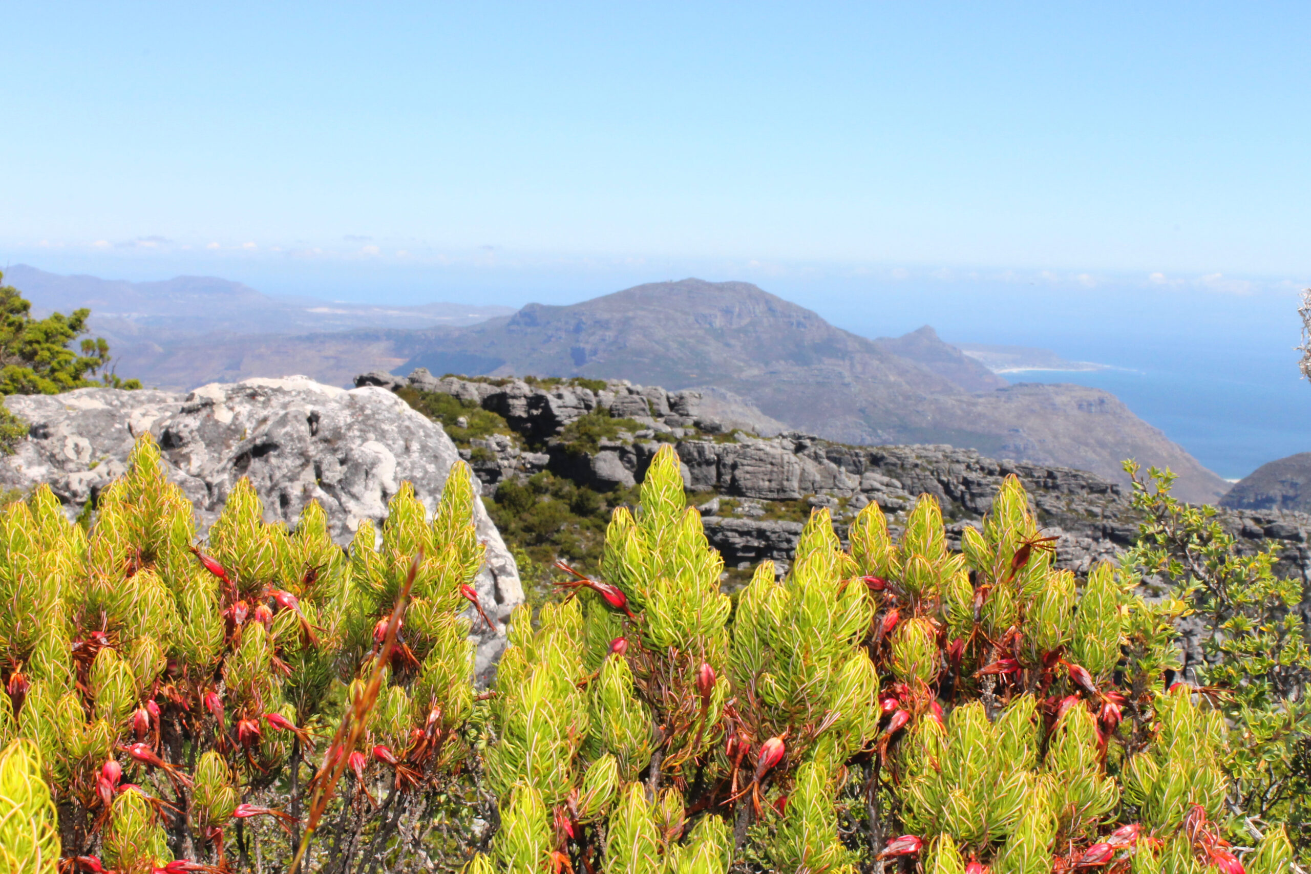 Fynbos Biome in South Africa