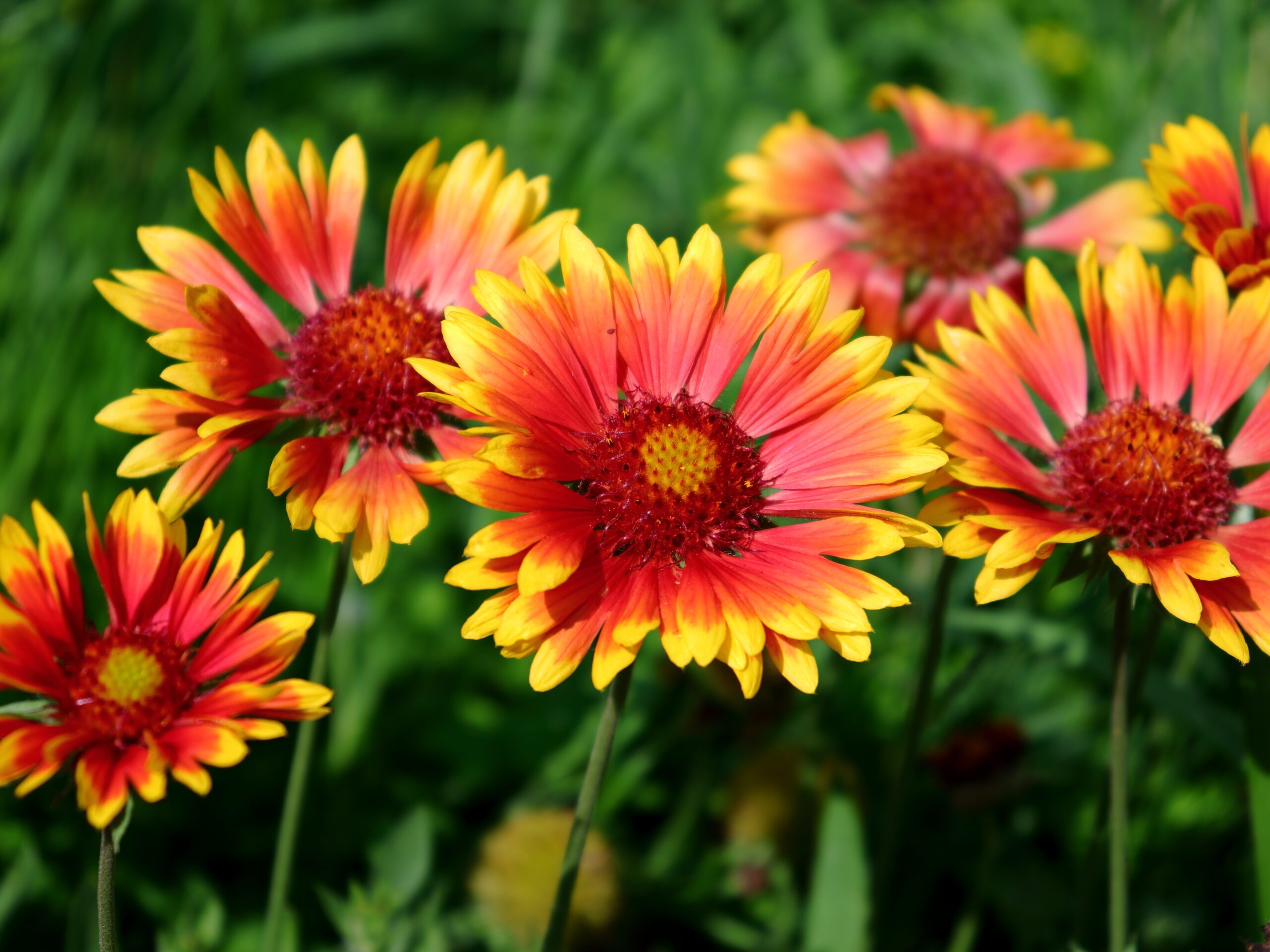 Gaillardia (Blanket Flower)