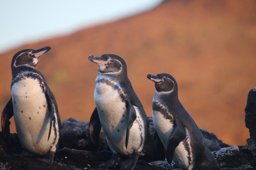 Galápagos Penguin