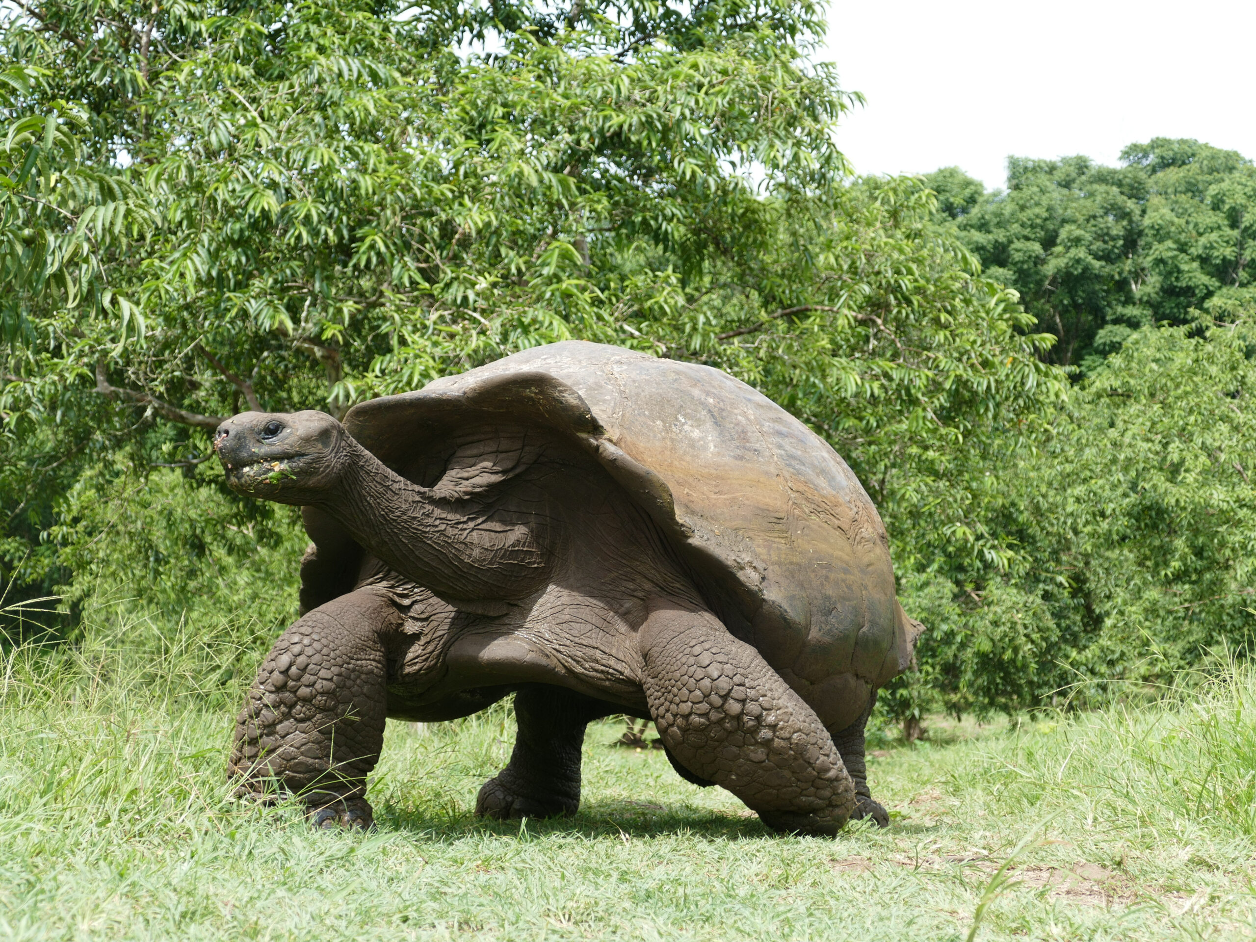 Galápagos Tortoise