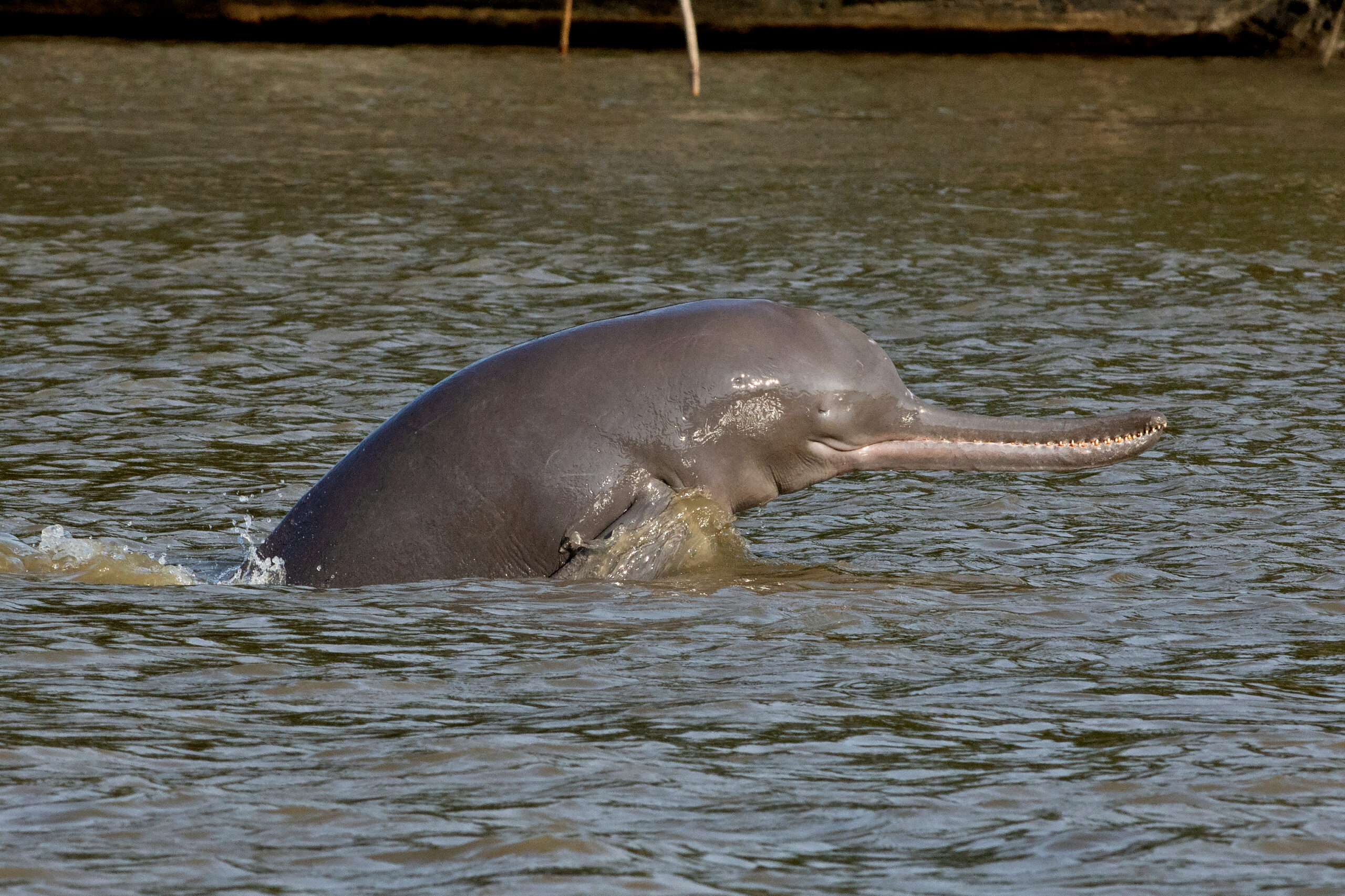 Ganges River Dolphin