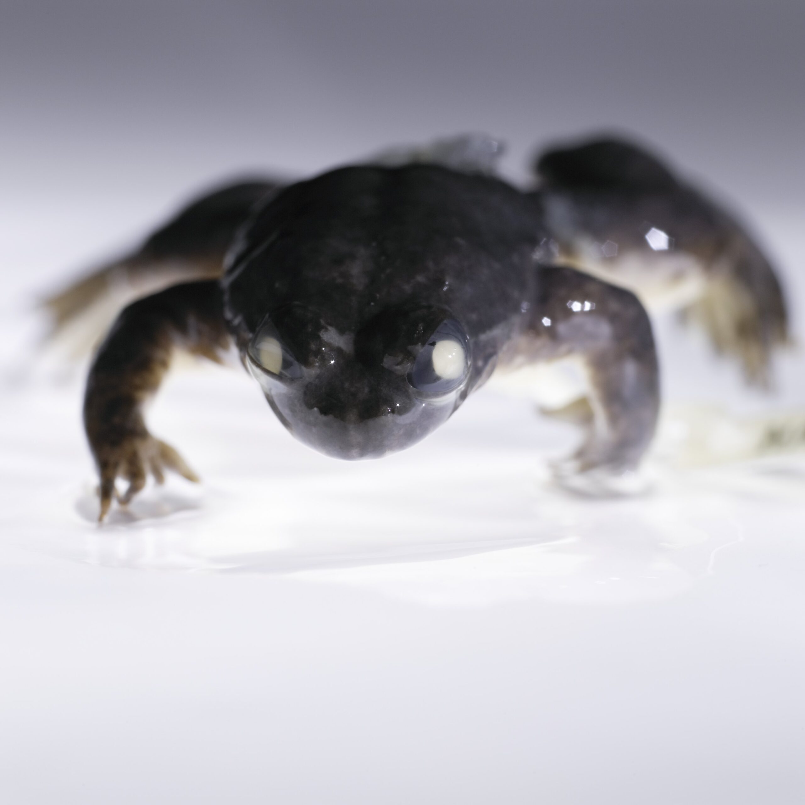 Gastric-Brooding Frog (Rheobatrachus silus)