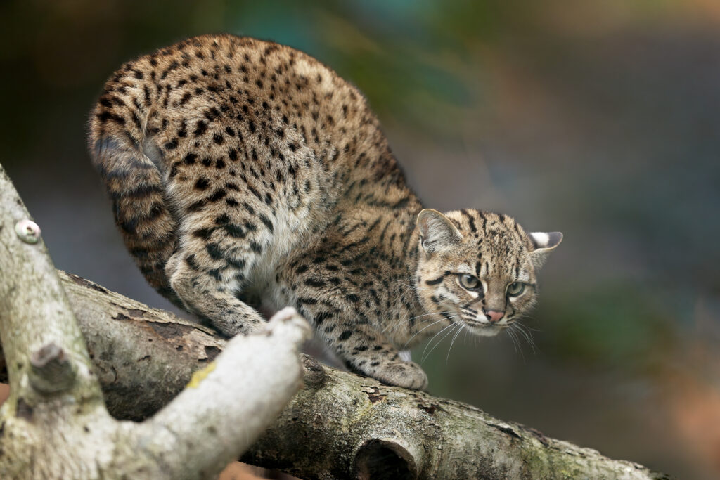 Geoffroy's Cat