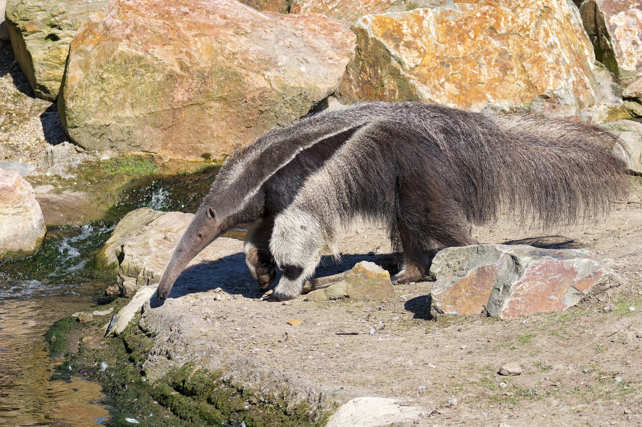 Giant Anteater