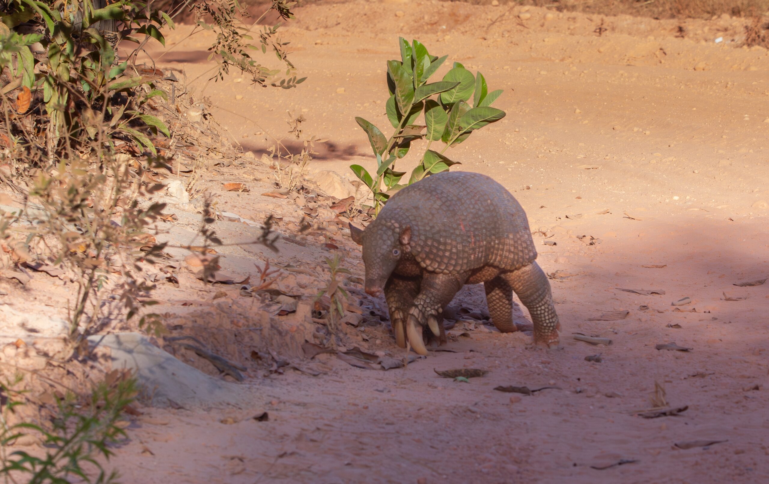 Giant Armadillo