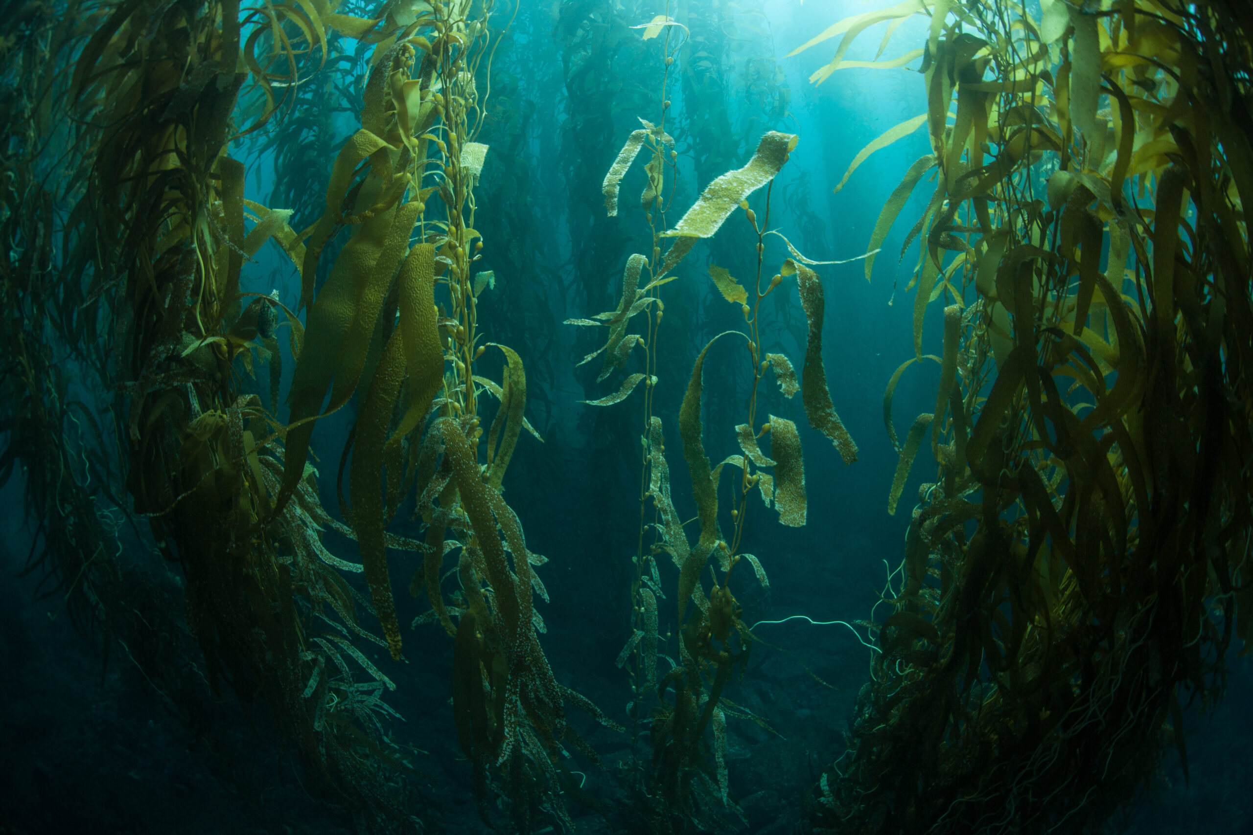 Giant Kelp