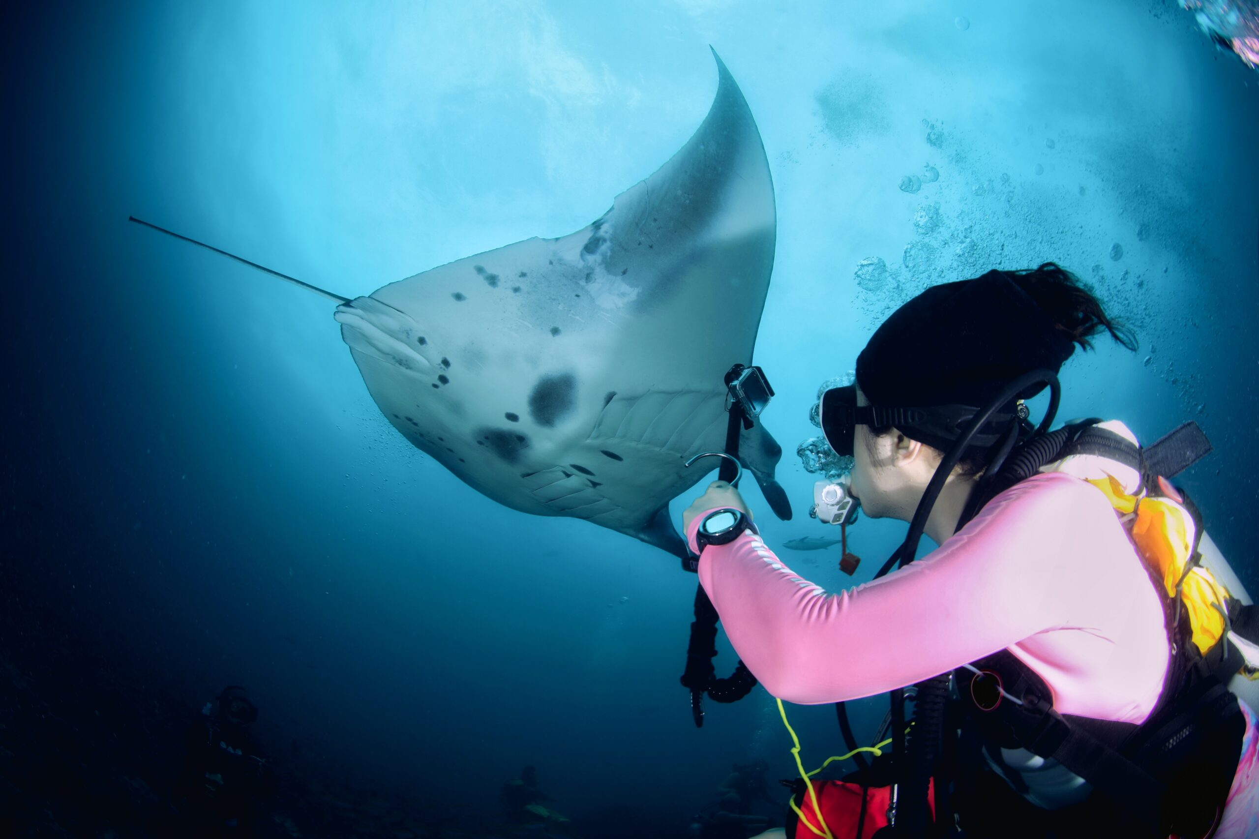 Giant Manta Ray