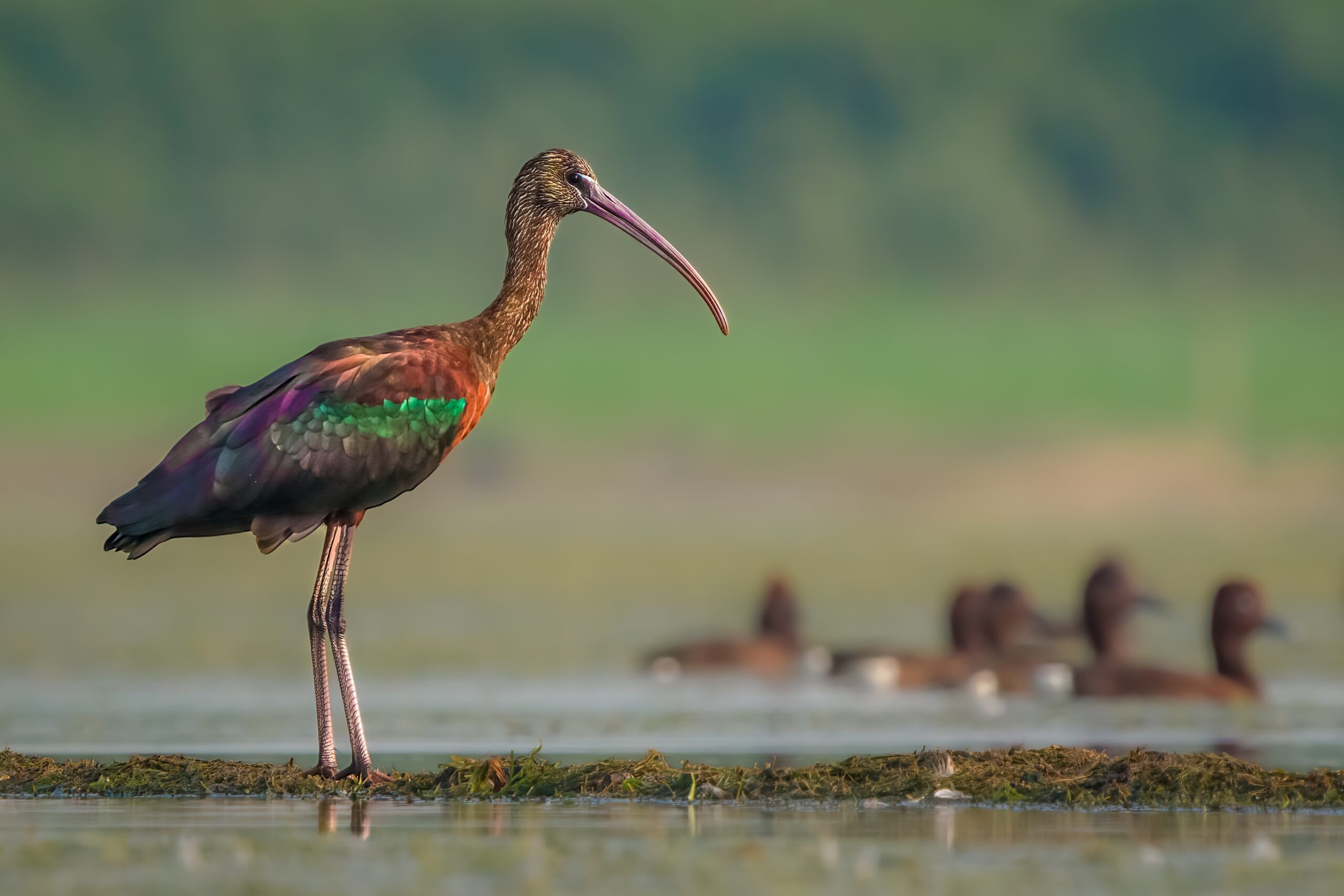 Glossy Ibis