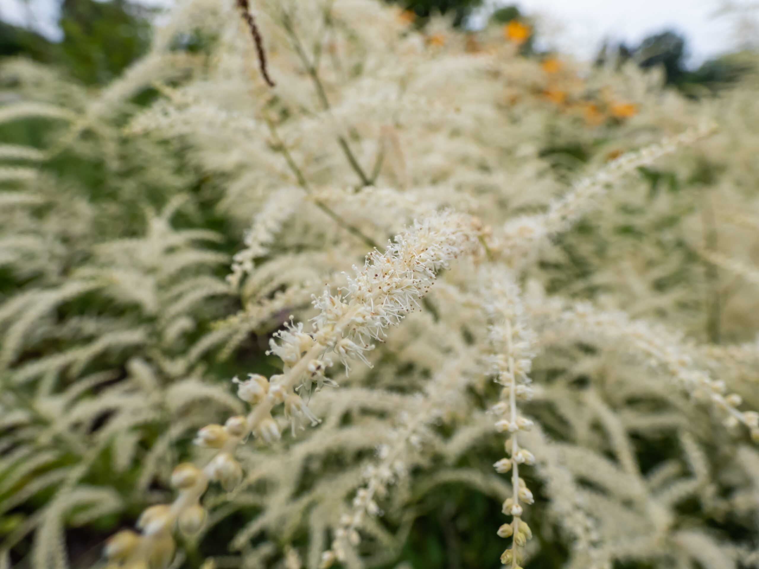 Goat’s Beard