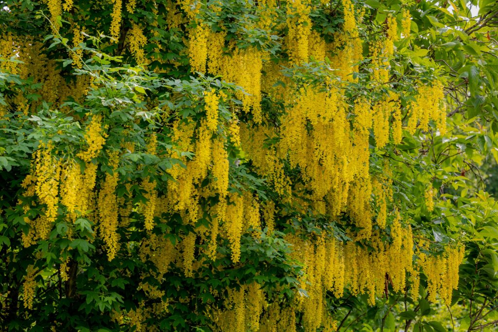 Golden Chain Tree (Laburnum)