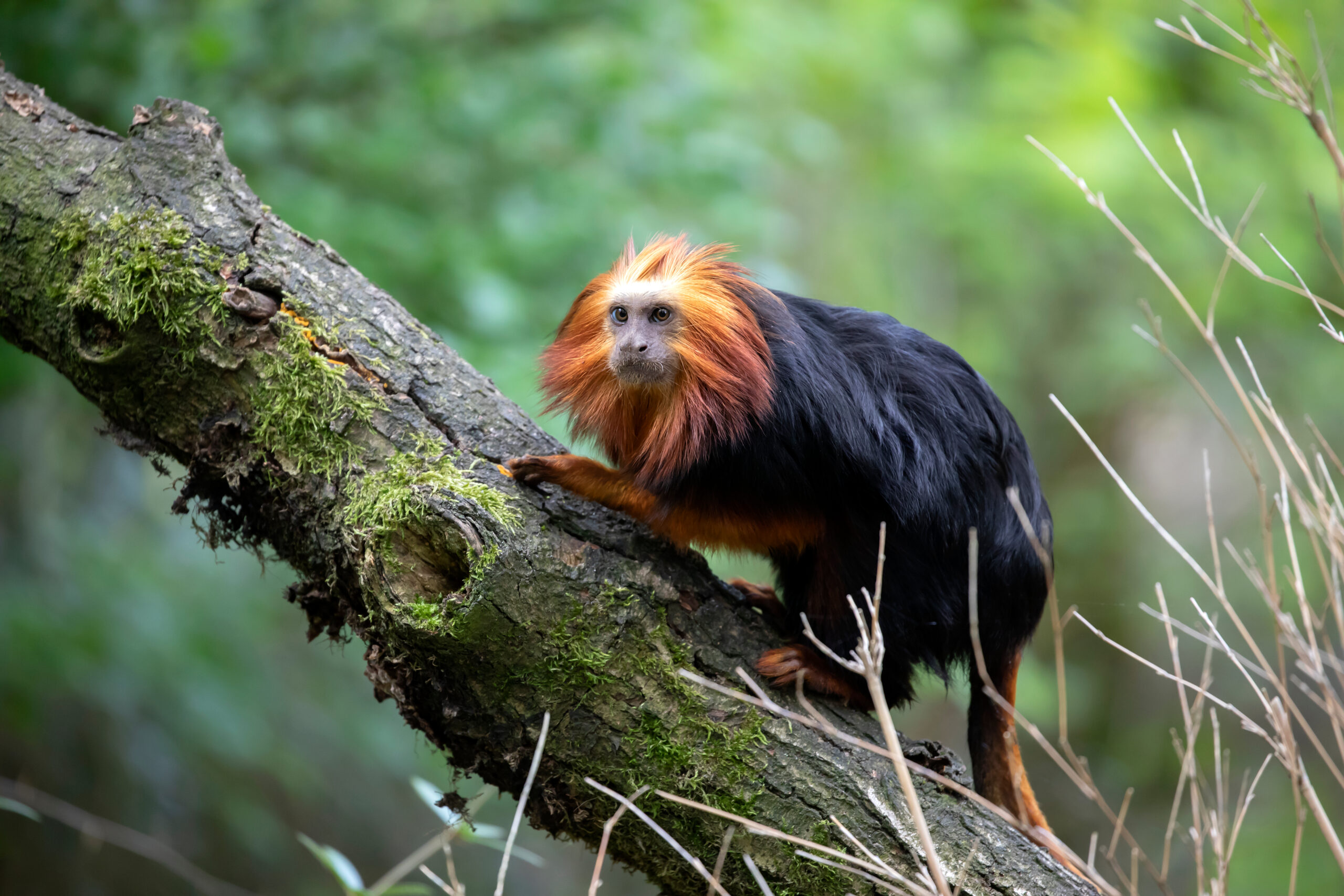 Golden-Headed Lion Tamarin