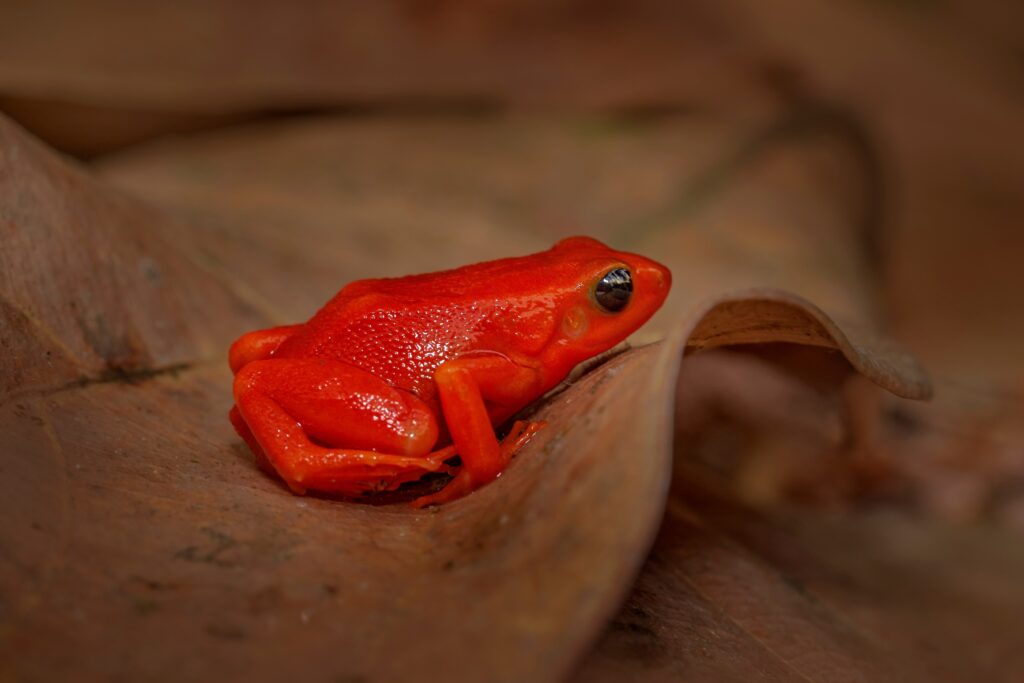 Golden Mantella Frog