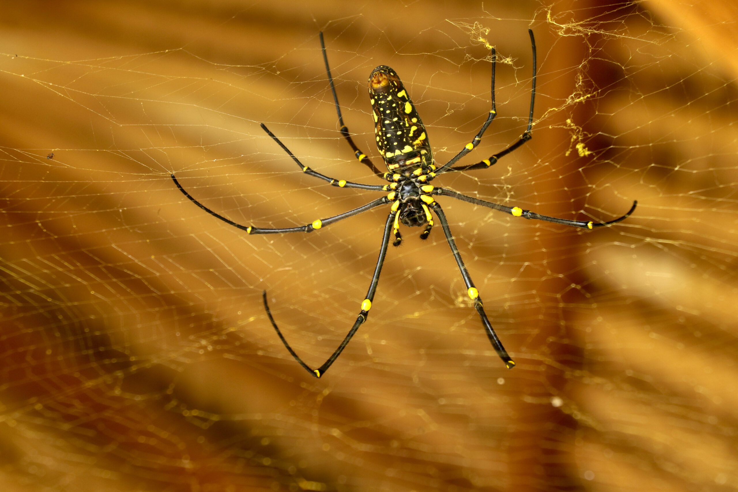 Golden Orb Weaver (Nephila)