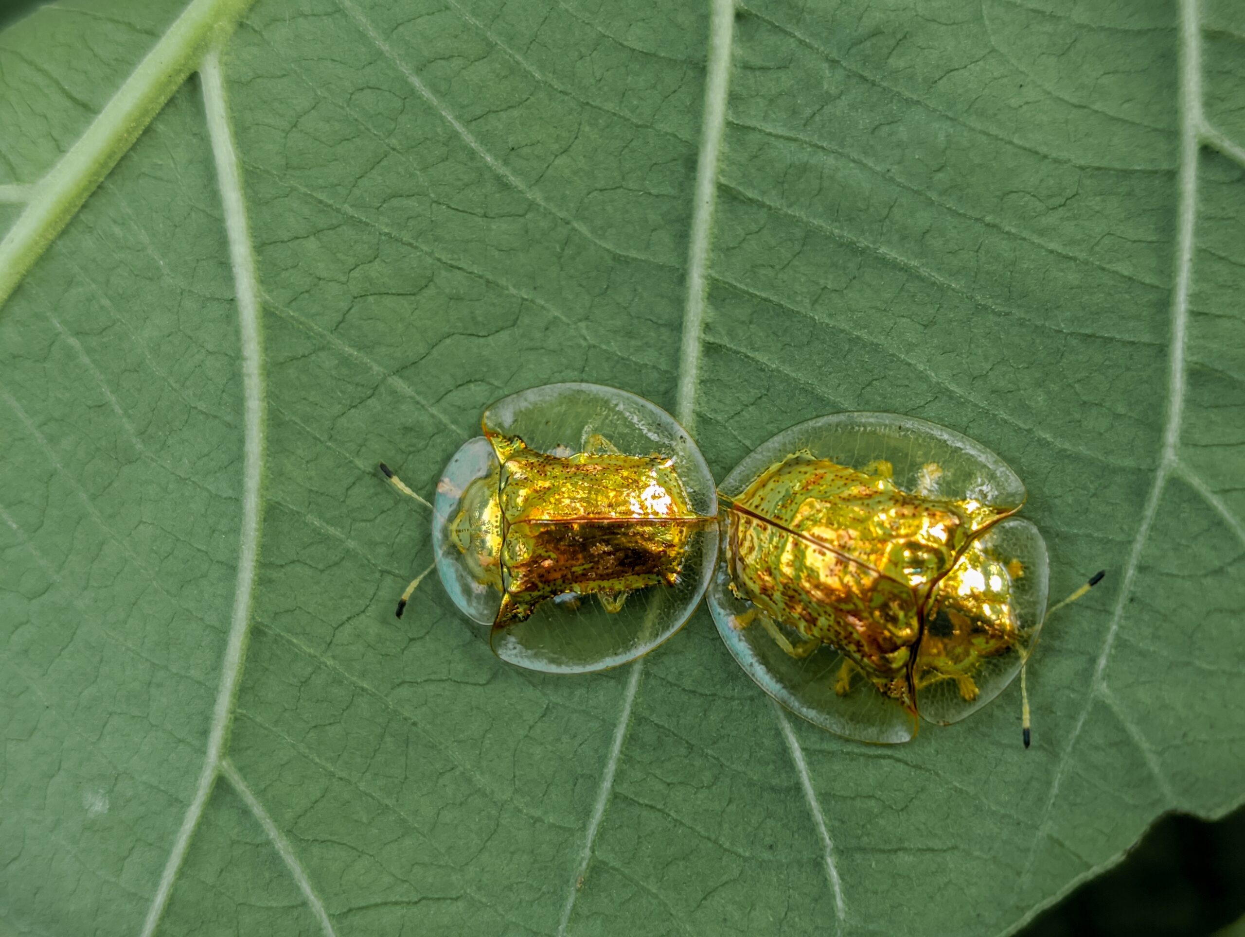 Golden Tortoise Beetle (Charidotella sexpunctata)