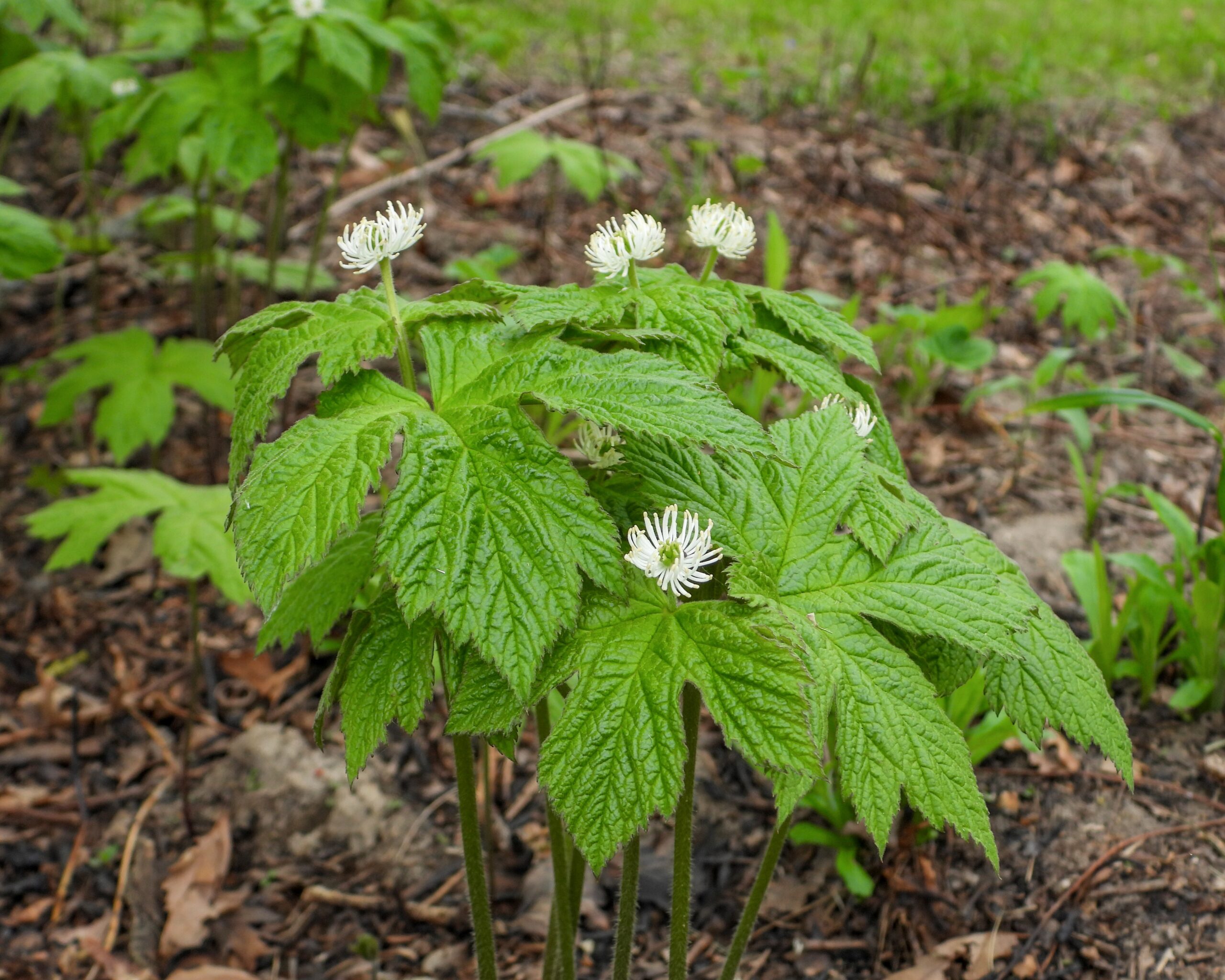 Goldenseal (Hydrastis canadensis)