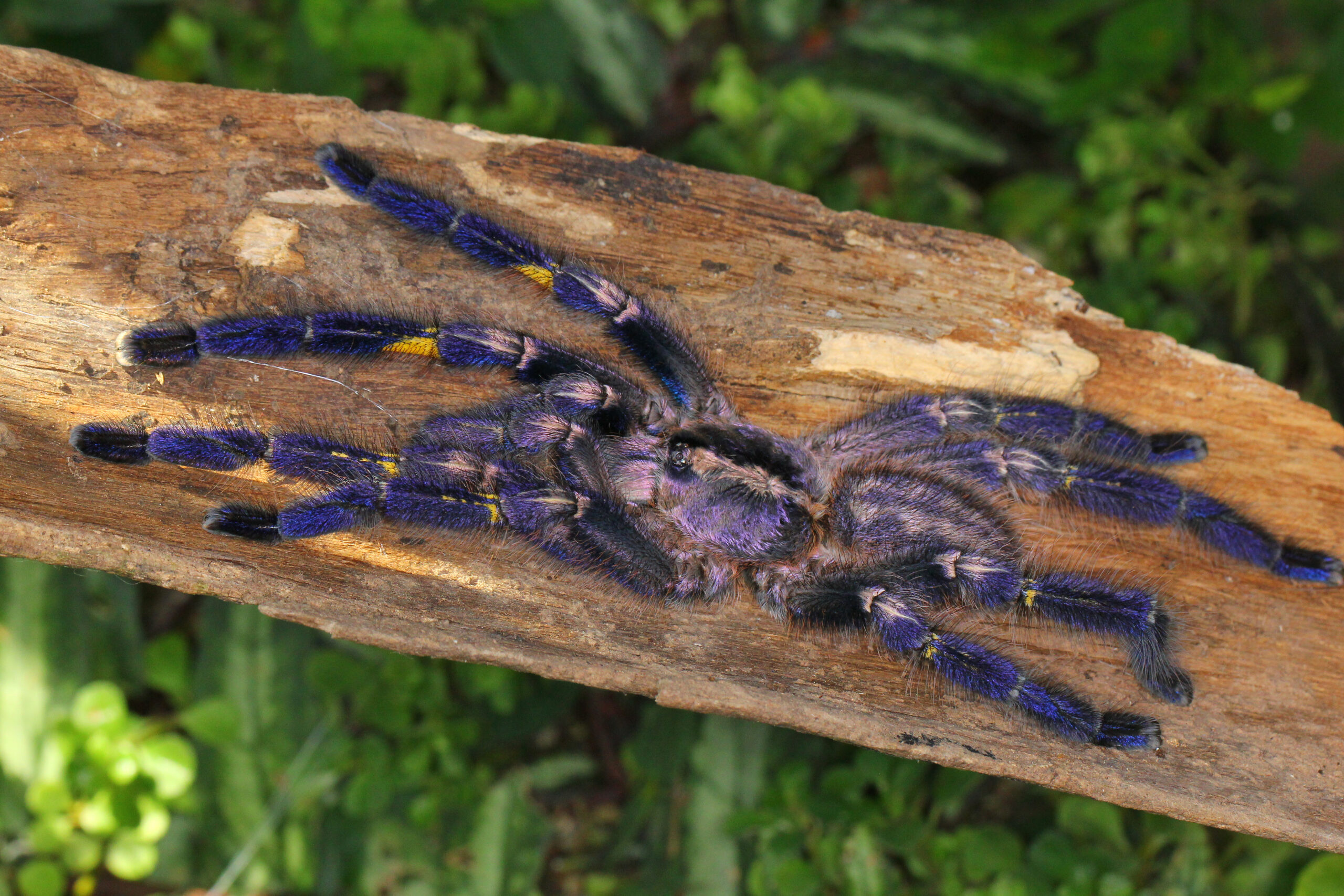 Gooty Sapphire Ornamental Tarantula (Poecilotheria metallica)