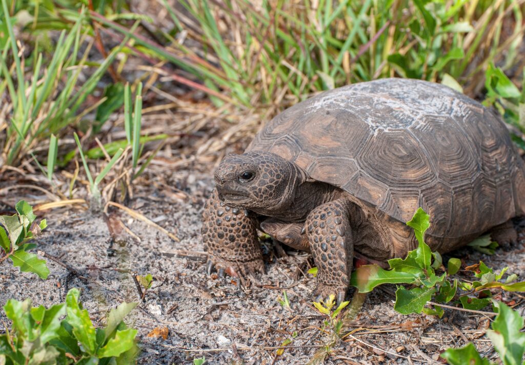 Gopher Tortoise