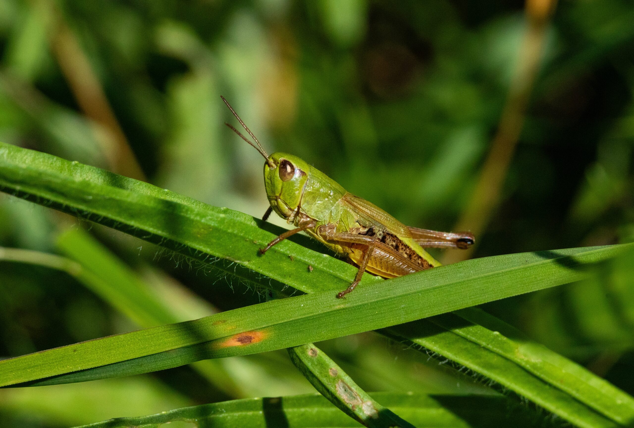 Grasshopper