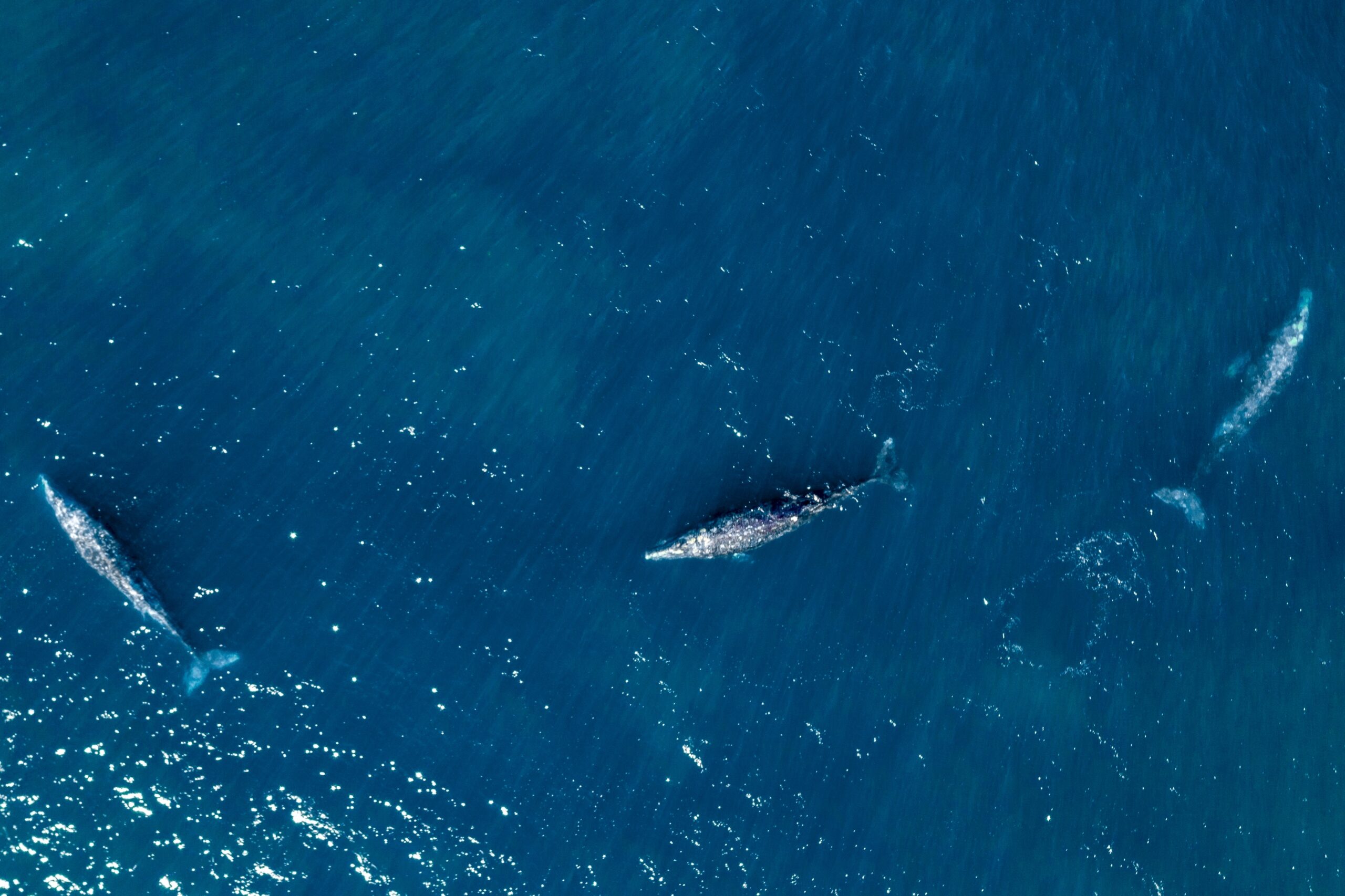 Gray Whale Migration from Alaska to Mexico