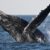 20 Graceful Marine Mammals That Glide Through the Ocean’s Depths