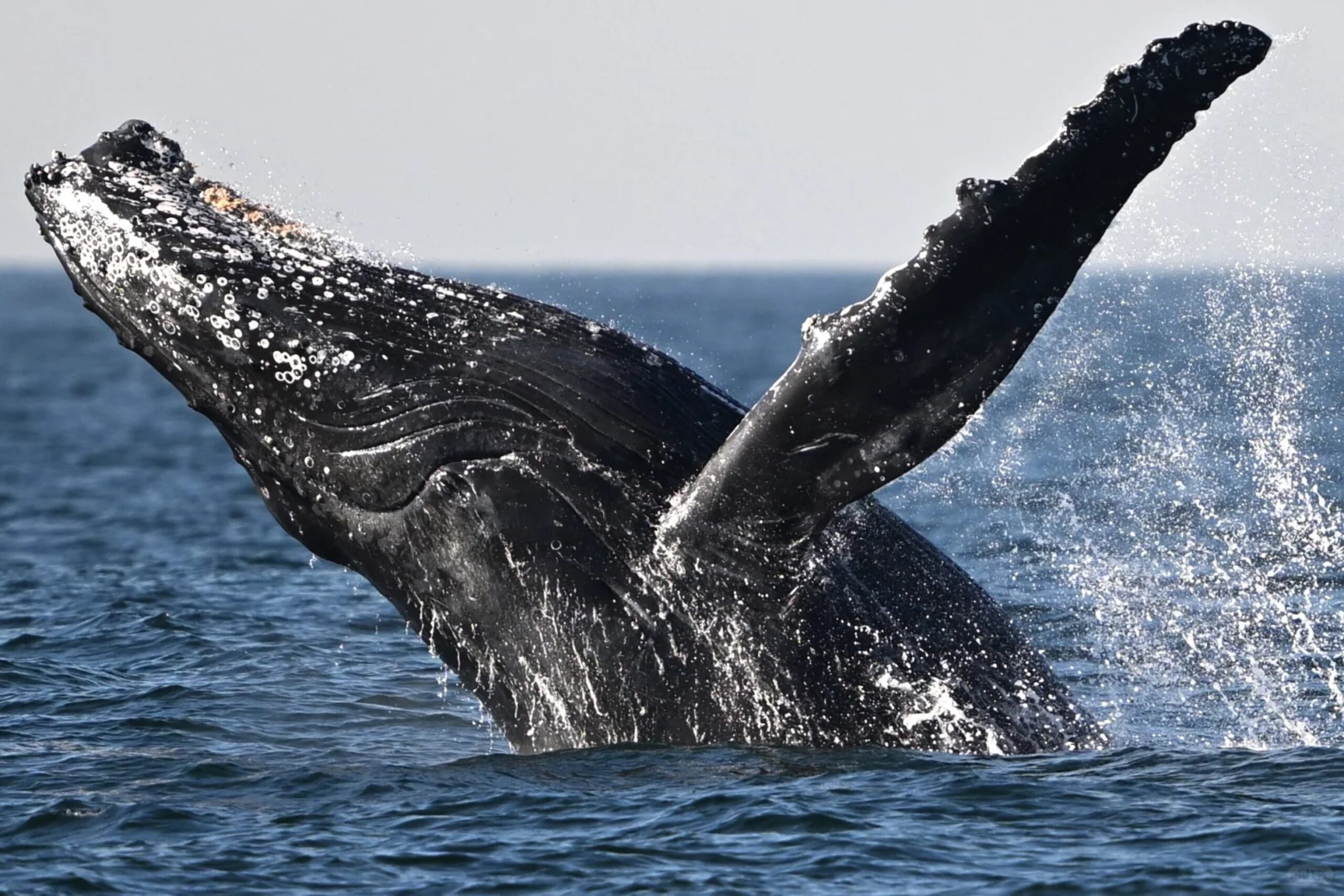 Gray Whale